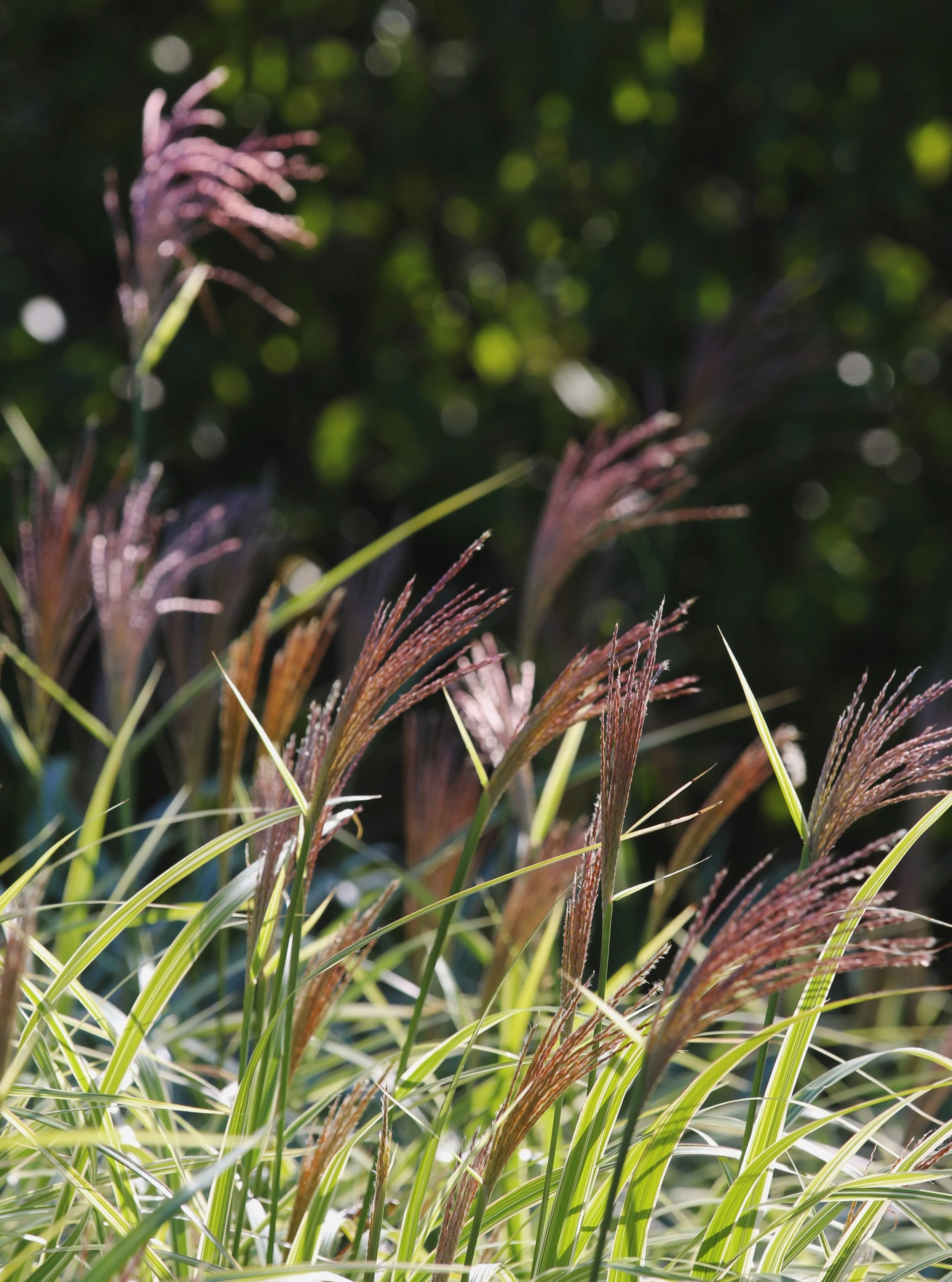 Fall in the garden: wispy grasses catching the breeze and the light, seed heads standing proud, and the canopy overhead turning to gold. Texture, structure, movement, and colour, each one shifting from day to day.