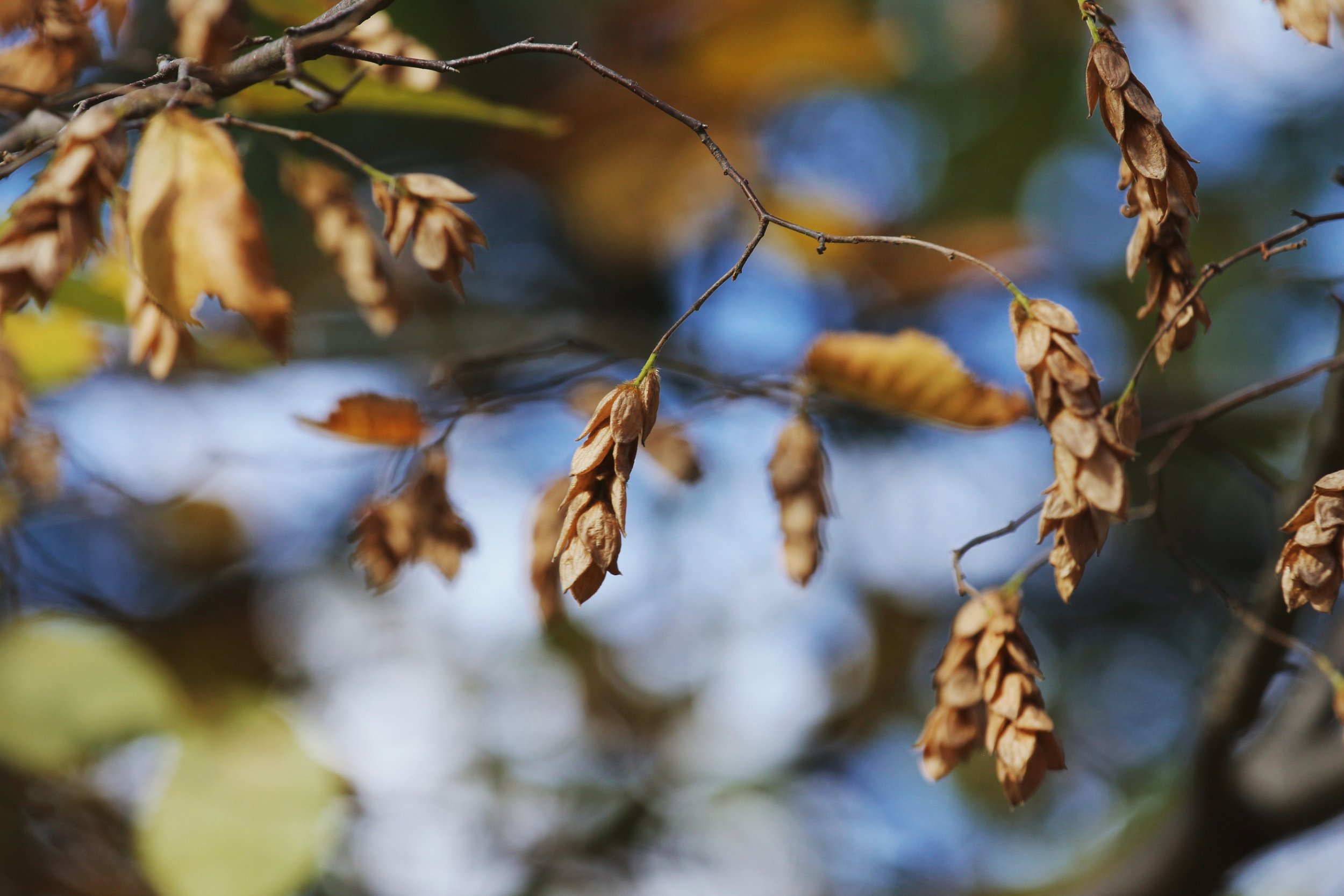 Ostrya virginiana (Ironwood): a small native tree that's tough, shade-tolerant, and generous to wildlife, with shaggy bark and golden fall colour.

The papery seed clusters catch the light and bring quiet, delicate interest to the branches long after