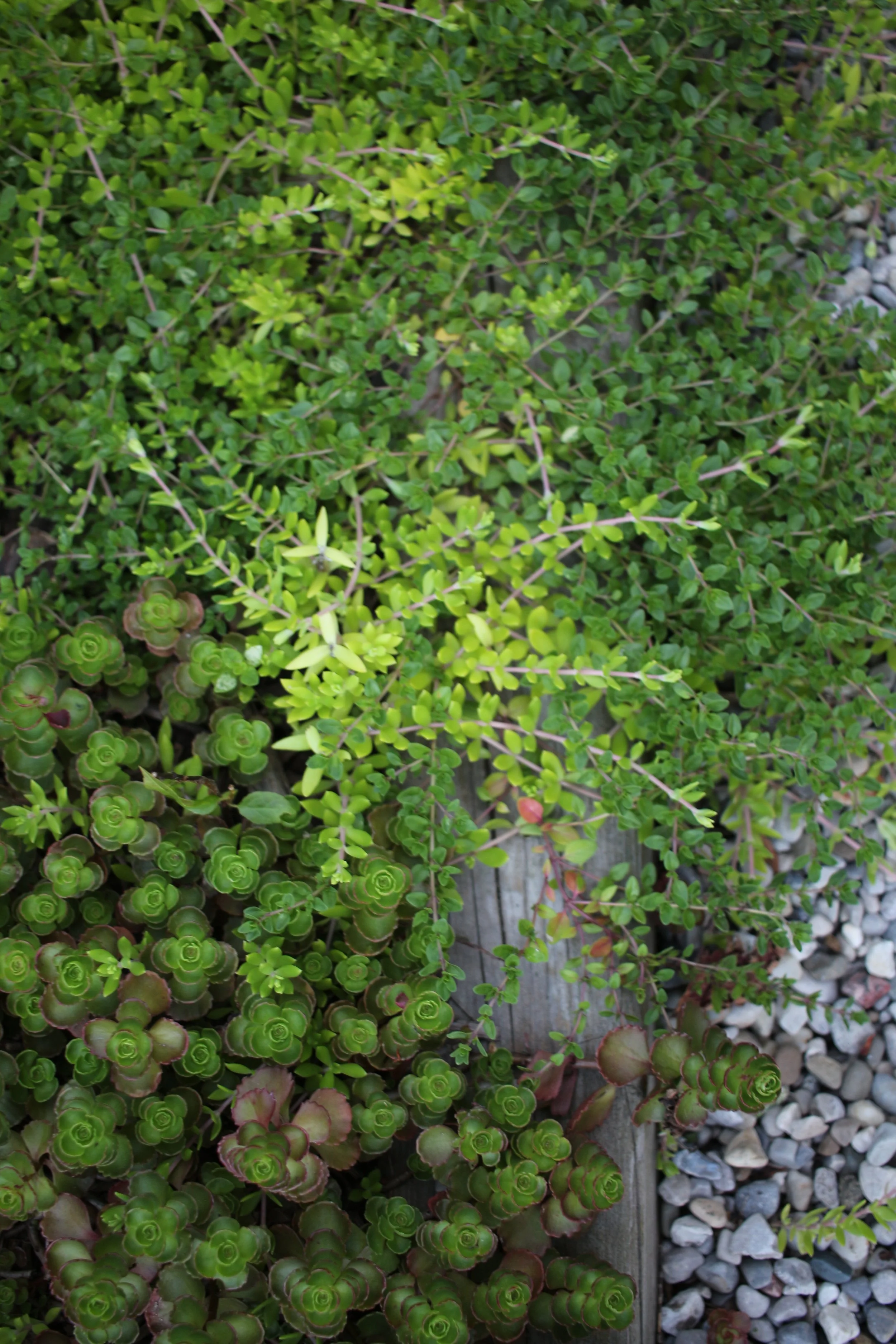 Various green and reddish succulent plants growing on a garden bed with a wooden border and white pebbles on the ground.