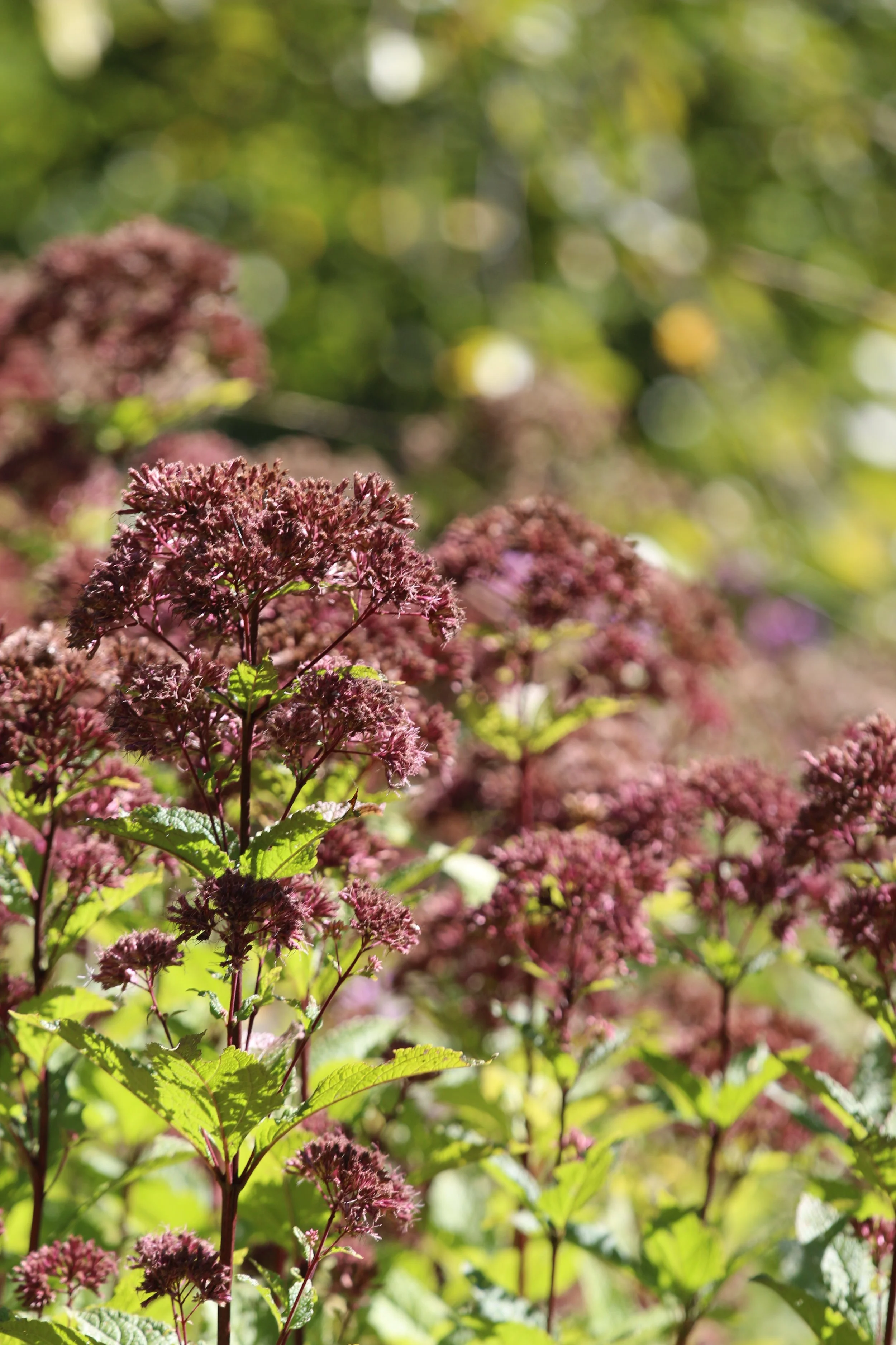 Pinkish-purple flowers with green leaves in sunlight, blurred green foliage background.