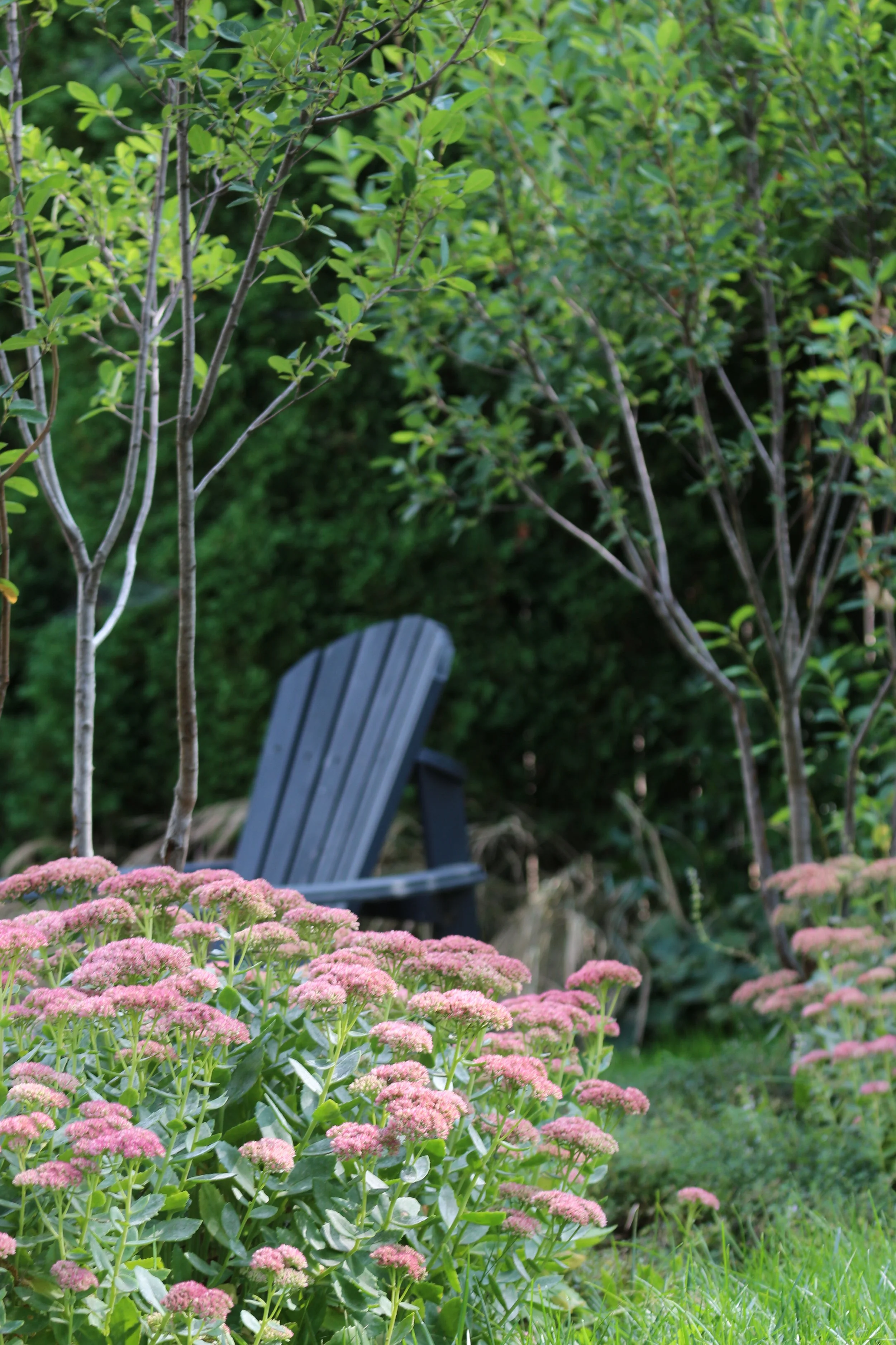 Layered garden with seating at firepit, pink sedum flowers in the foreground with green cedar hedge and a dark gray Adirondack chair in the background.