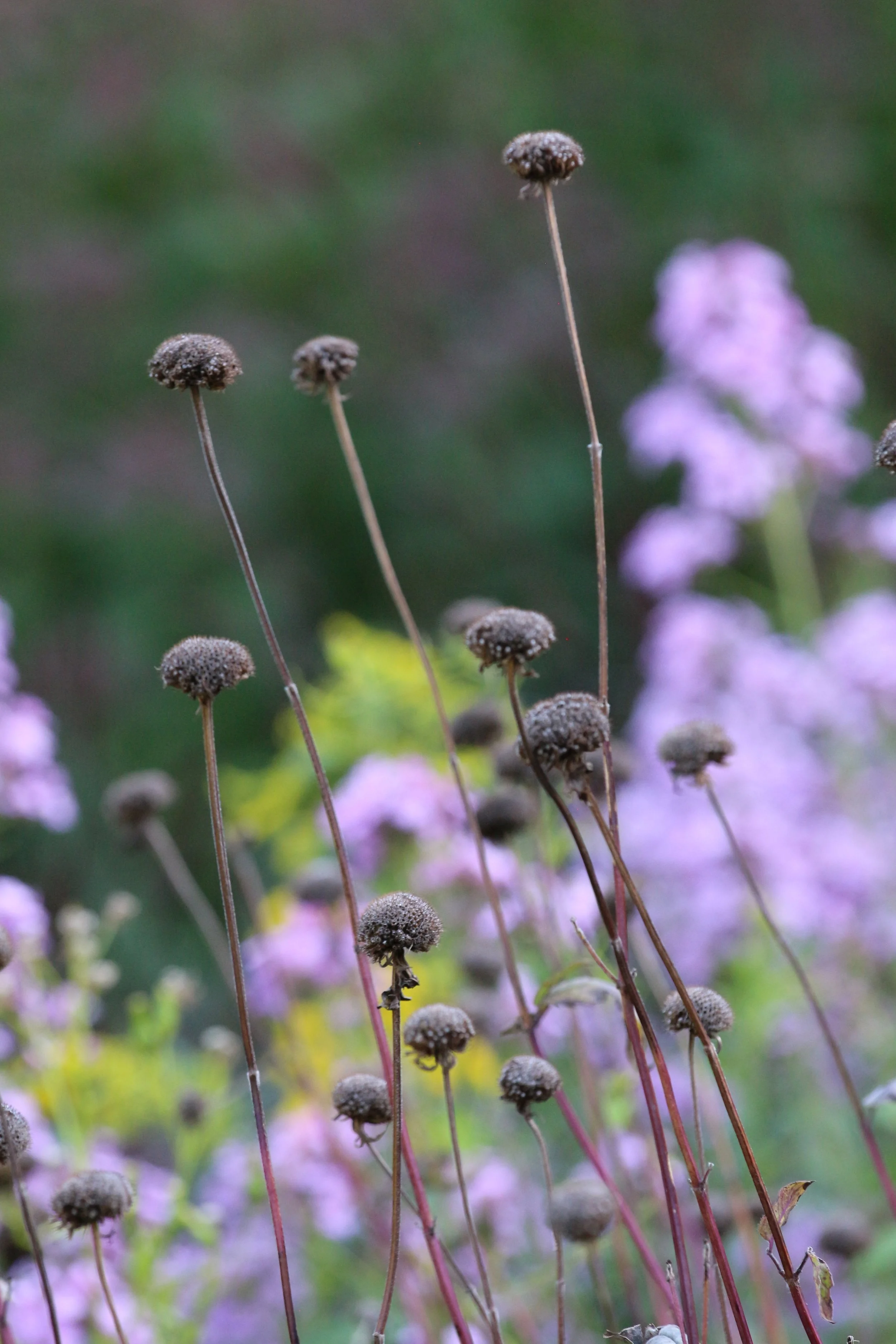 Close-up of native bee balm dried seed heads on tall, thin stems of a plant, with a blurred background of purple flowers and green foliage. Plants provide structural interest.