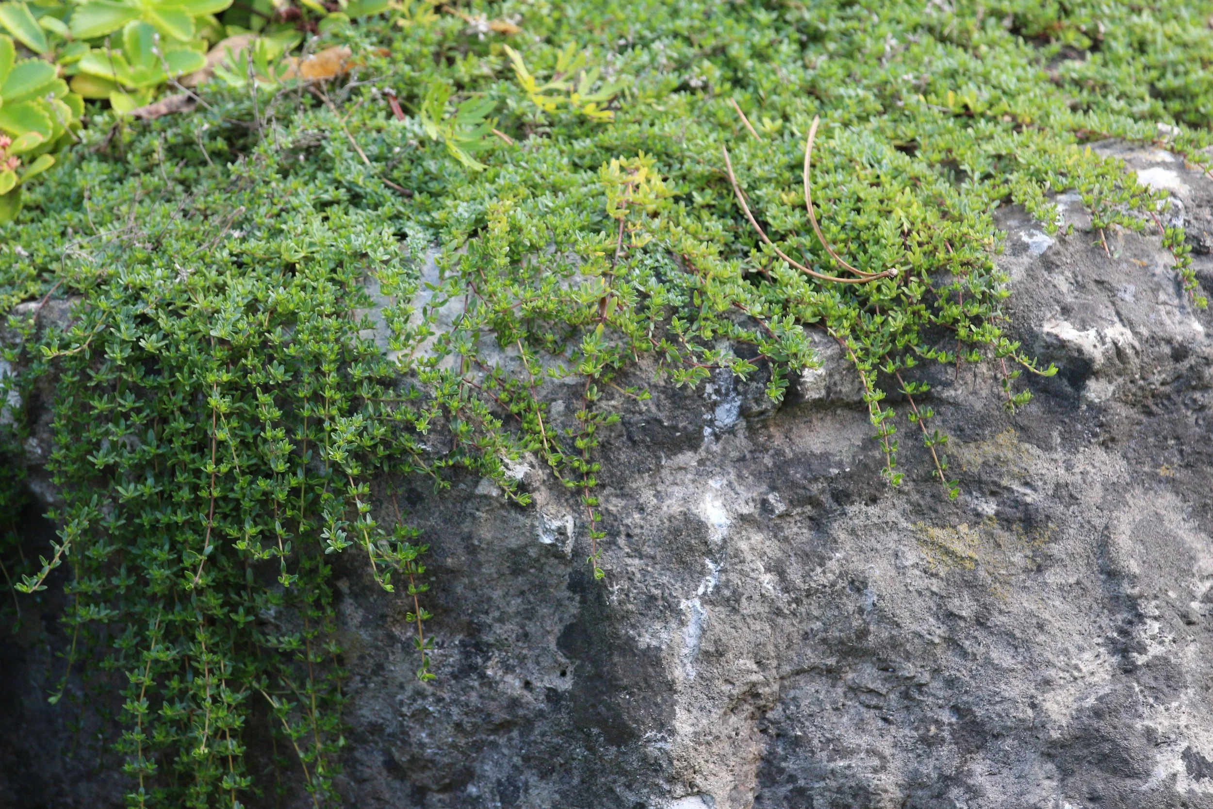 Close-up of a rock surface covered with groundcover wooly thyme. Showing texture and details.