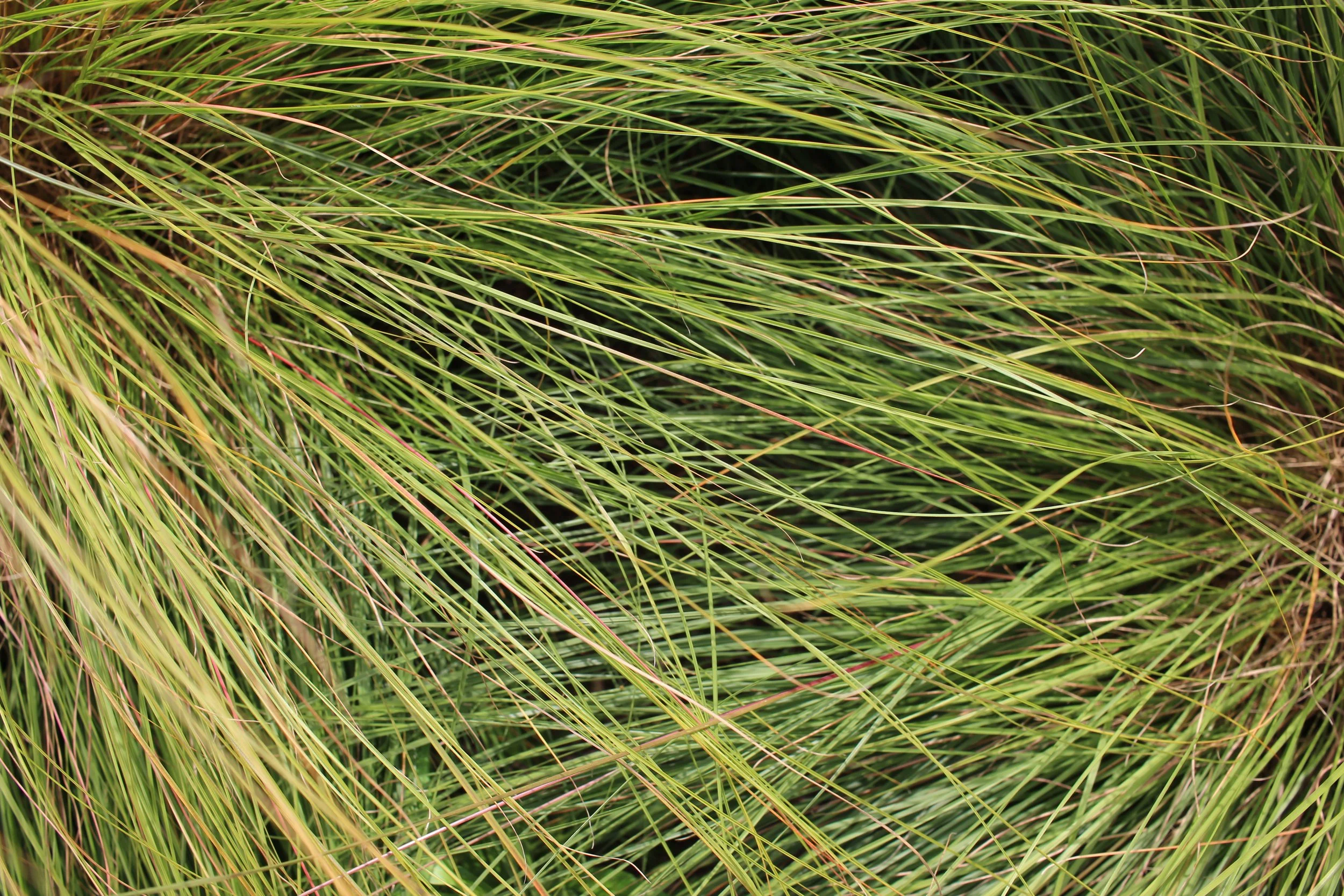 Close-up of  fine-textured sporobolus grass, turning to gold and amber, densely packed.