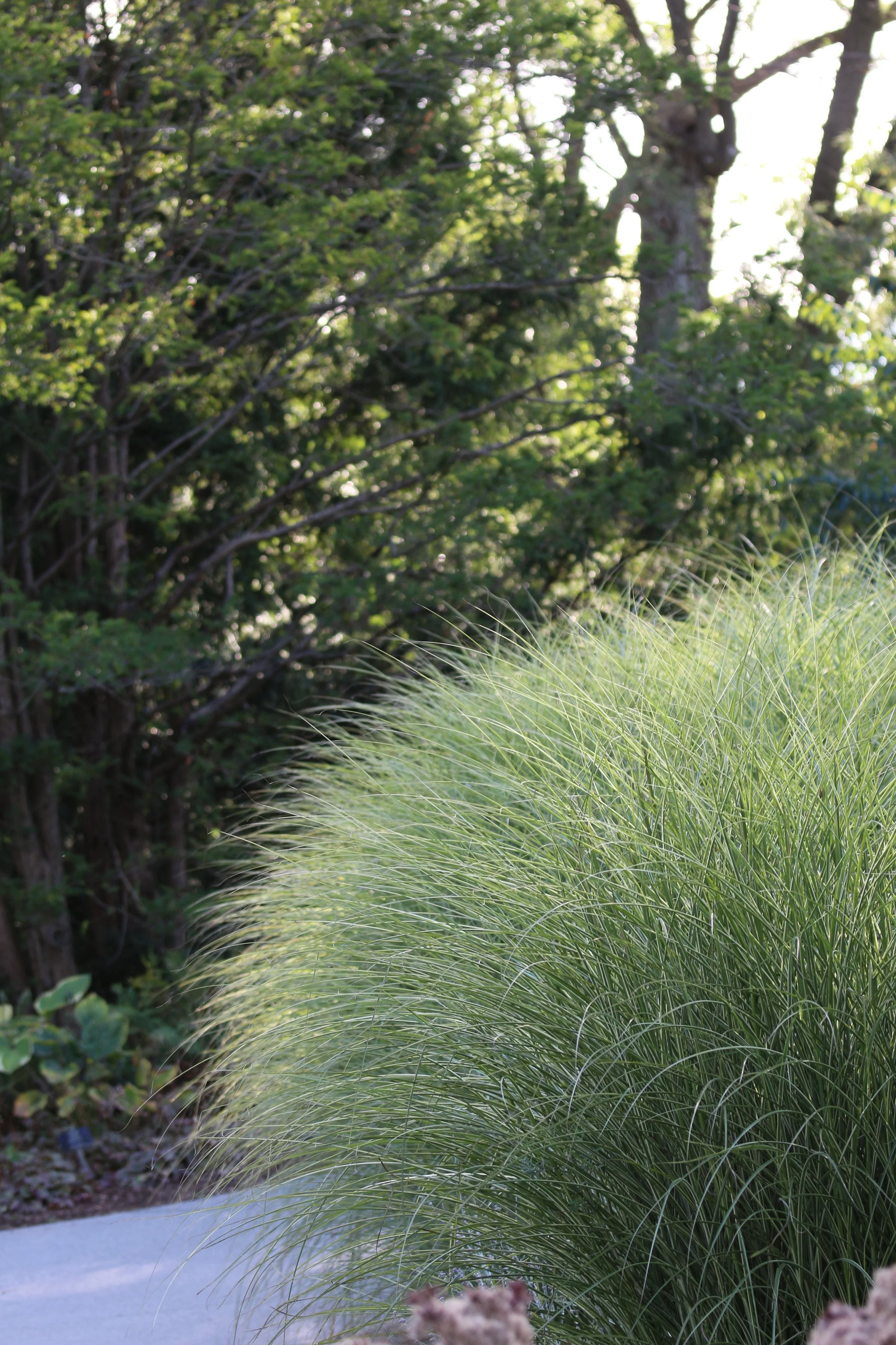 Close-up of green ornamental grass with a blurred background of trees and pathway.