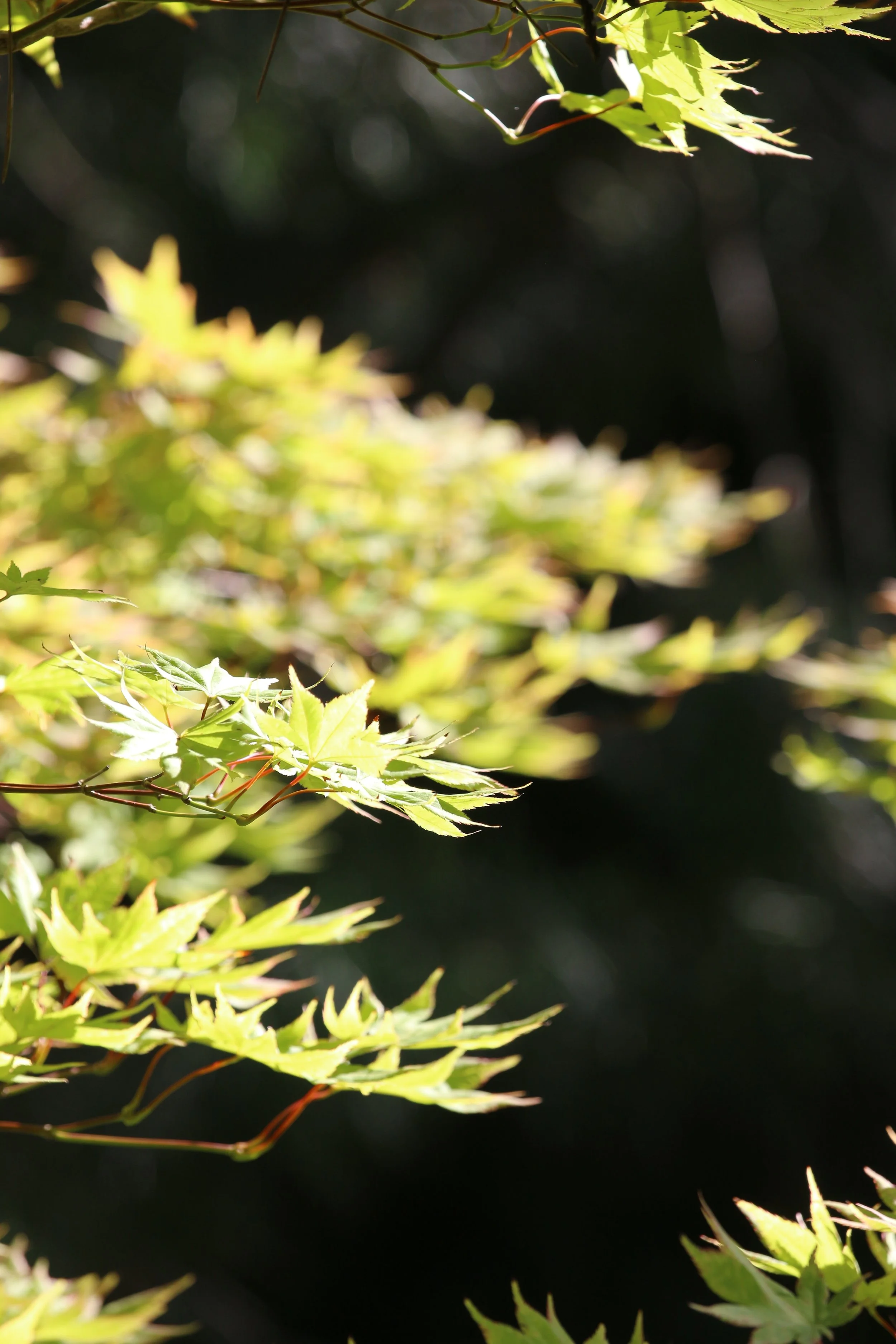 Close-up of green Japanese maple leaves capturing sunlight, with a dark blurred background.