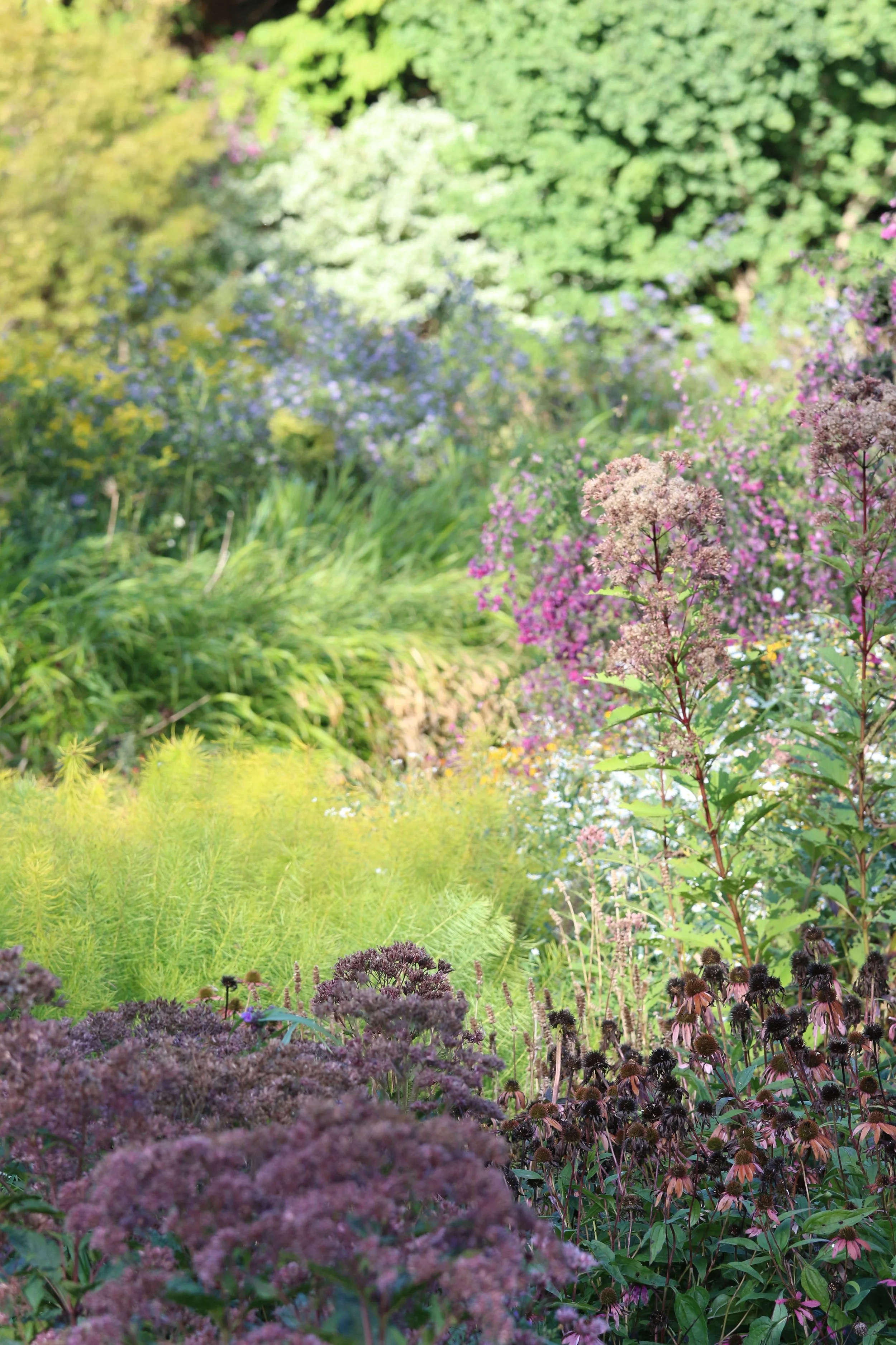 A vibrant, layered, lush garden in Hamilton with various colorful flowers and treed backdrop.