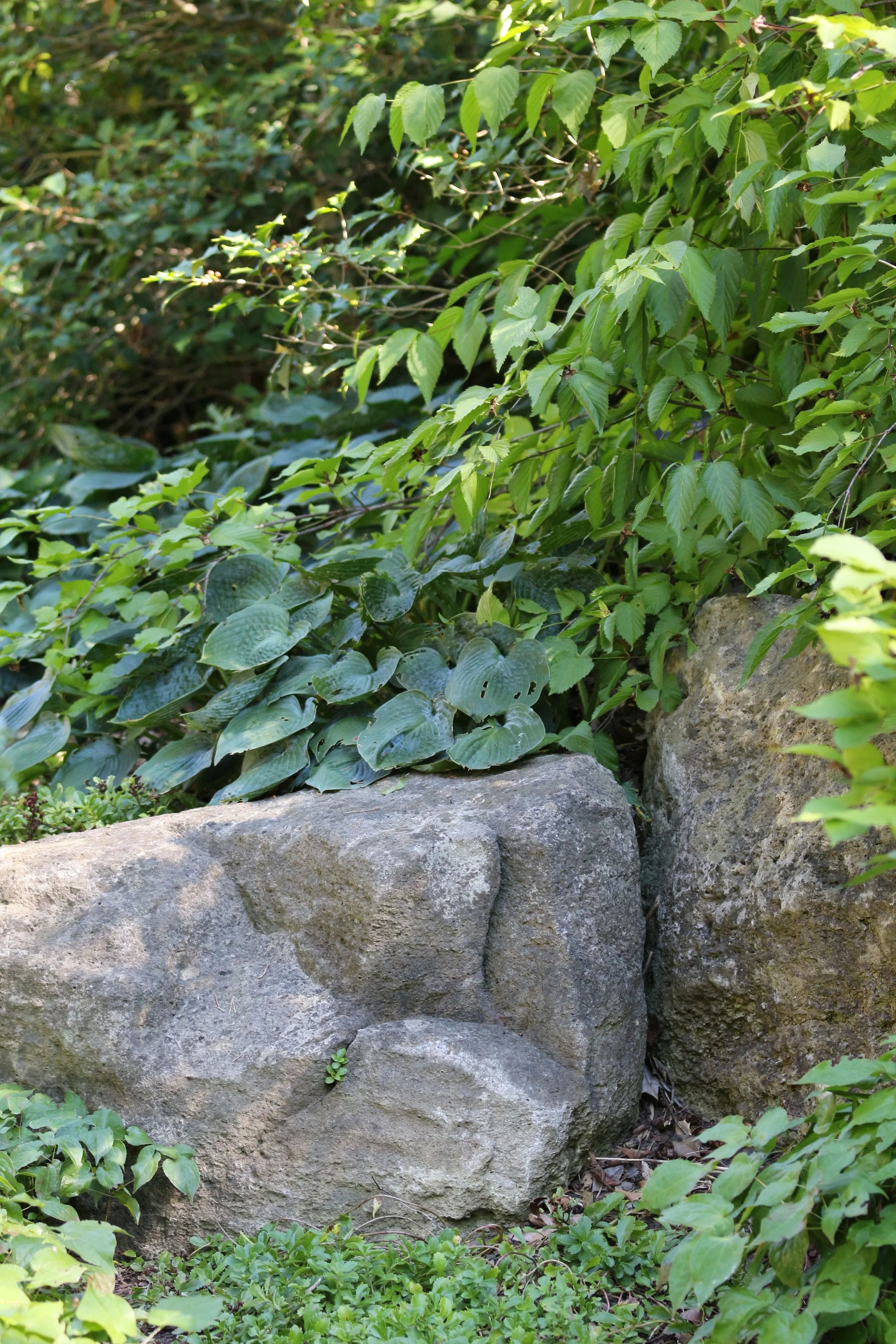 Green leafy plants growing over and around large gray rocks in a garden setting.
