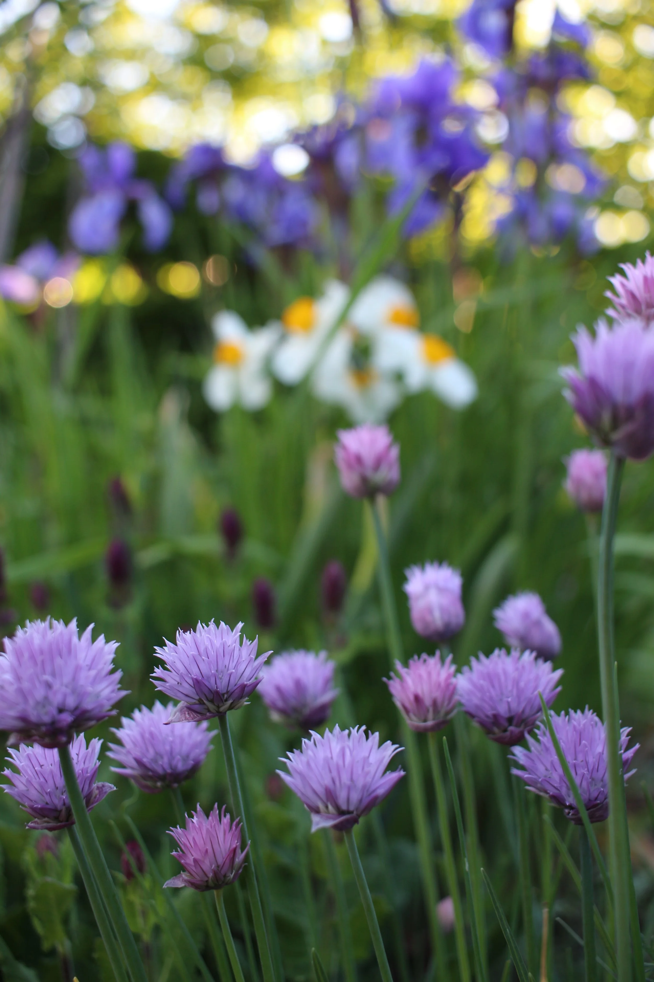 Close-up of chives shining in the spring garden with sunlight filtering through the trees in the background.