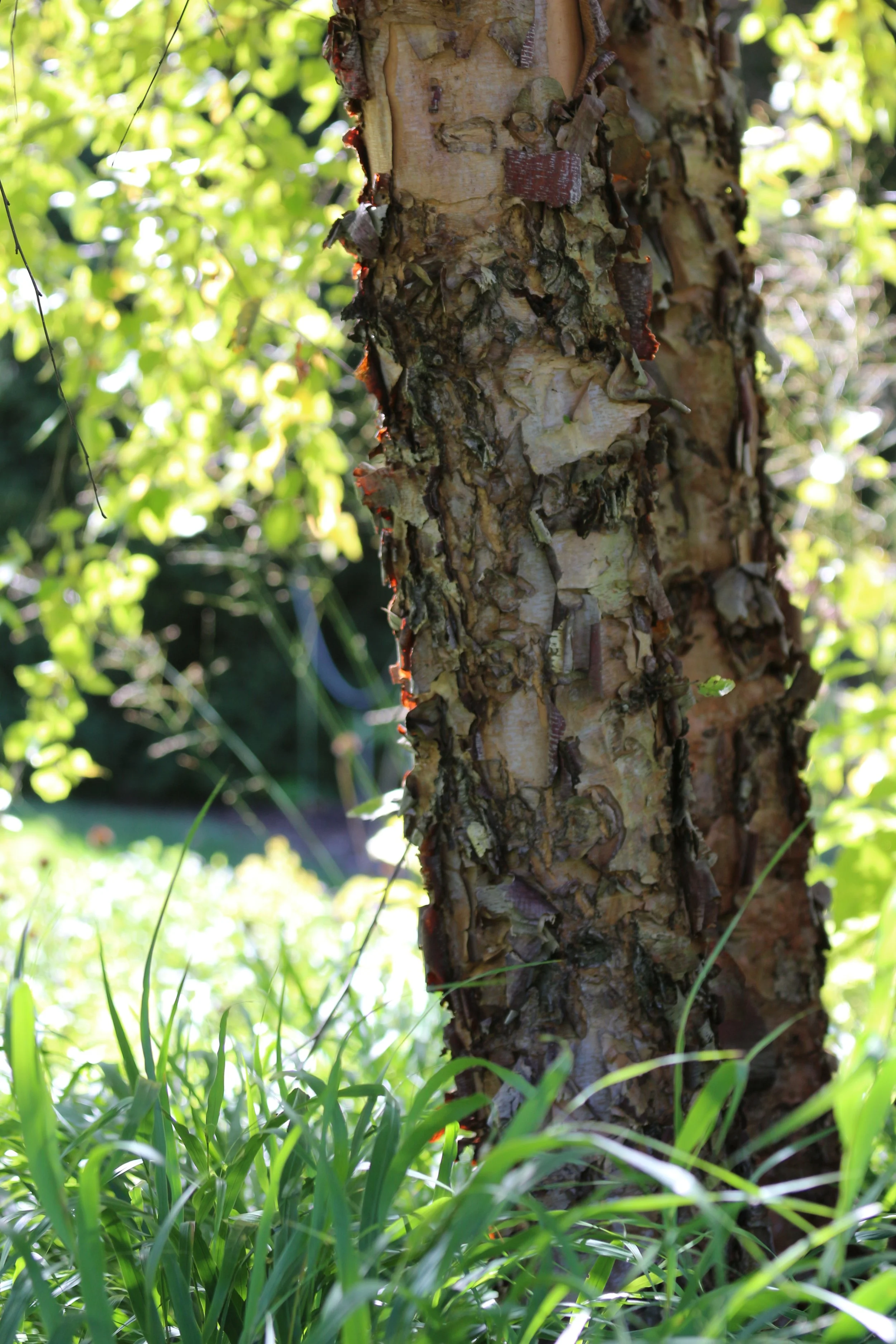 A river birch tree trunk with textured peeling bark standing in japanese forest grassy area, with green leaves and sunlight filtering through the background.