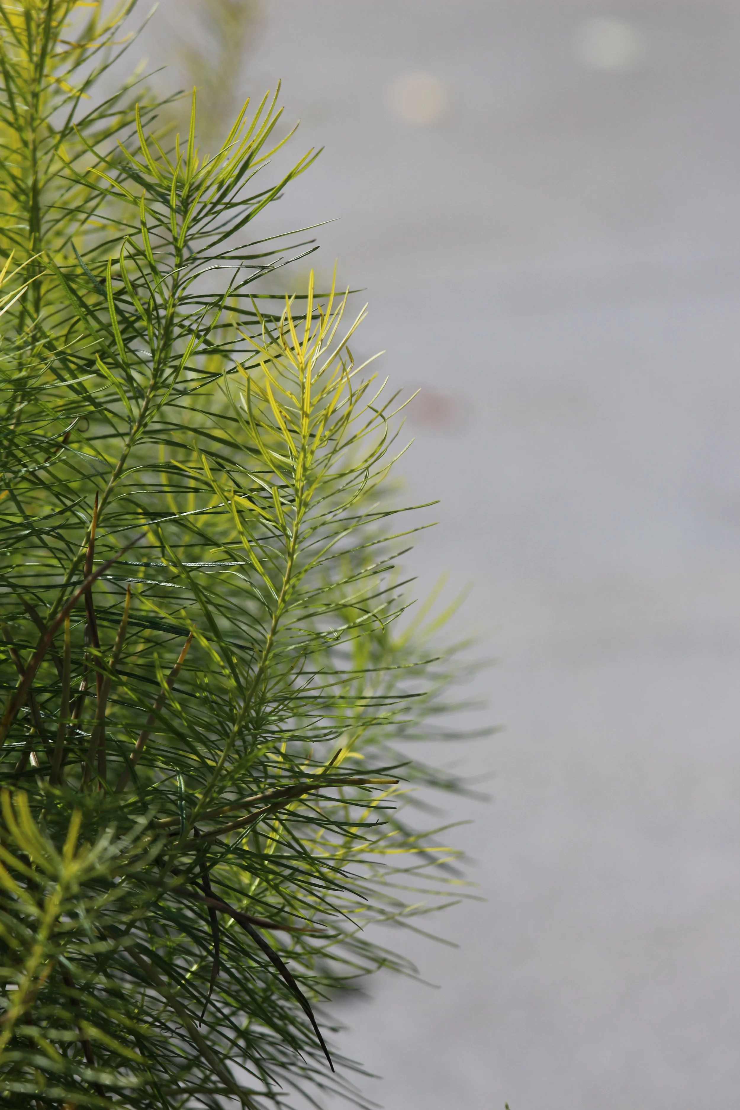 Close-up of textural amsonis leaves, yellowing and turning to gold in the fall, blurred gray background.
