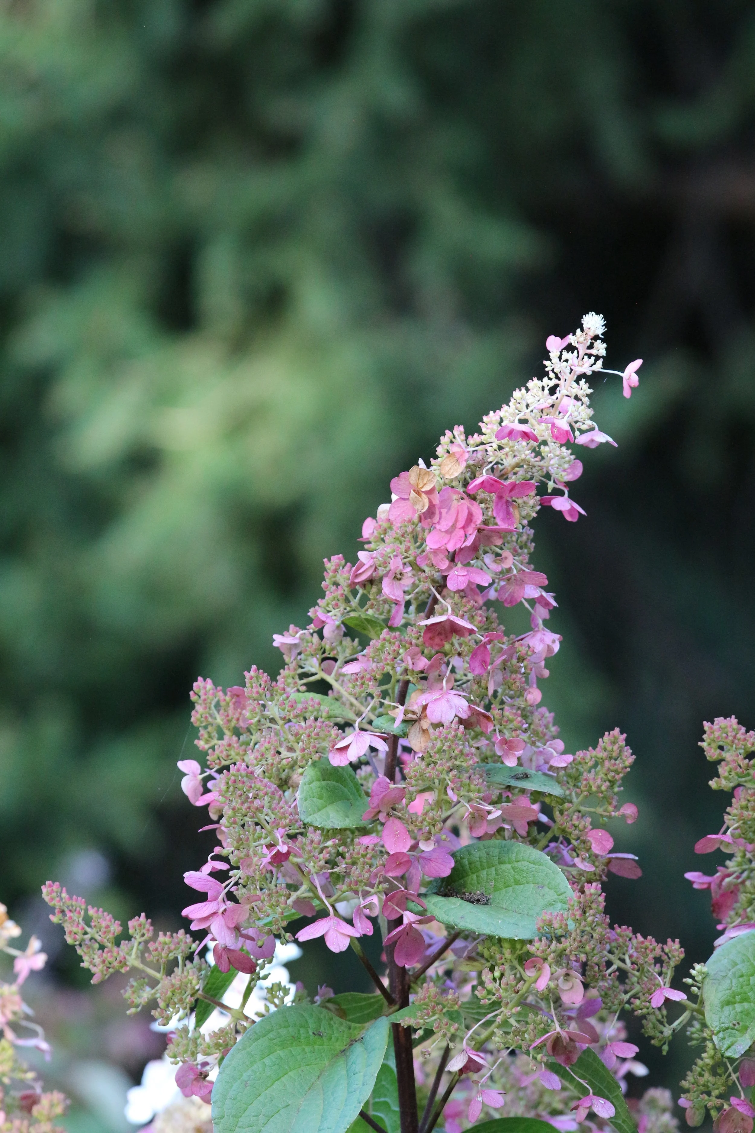 Close-up of a pink and white flowering plant with green leaves in the background.
