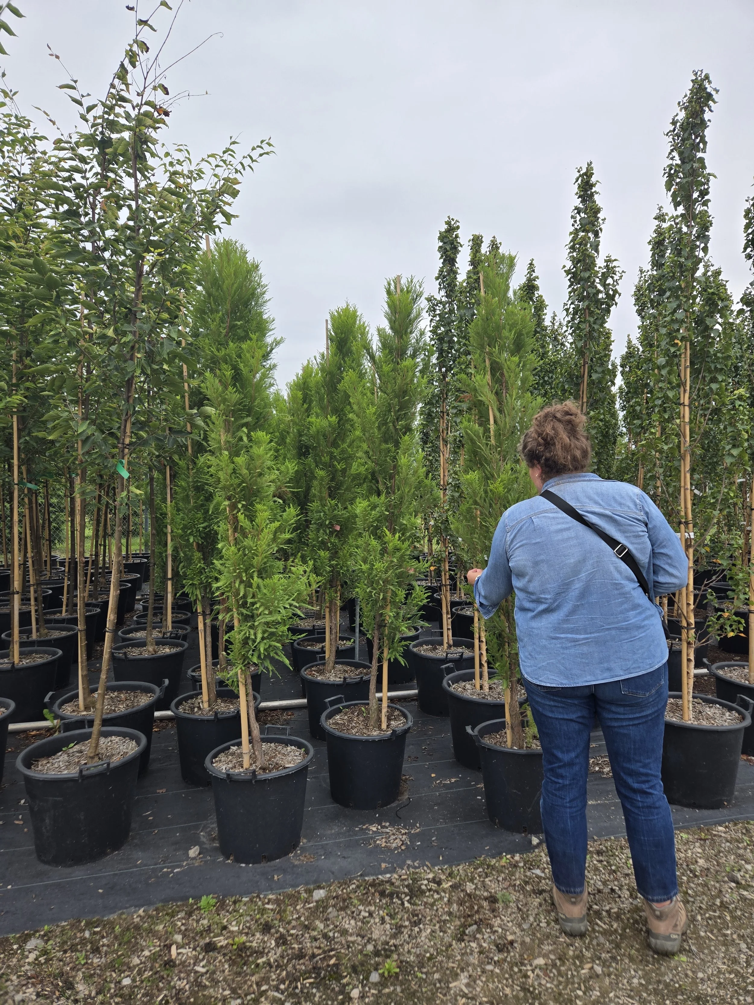 A landscape architect visiting a plant nursery and selecting the best specimens of potted trees arranged in rows.
