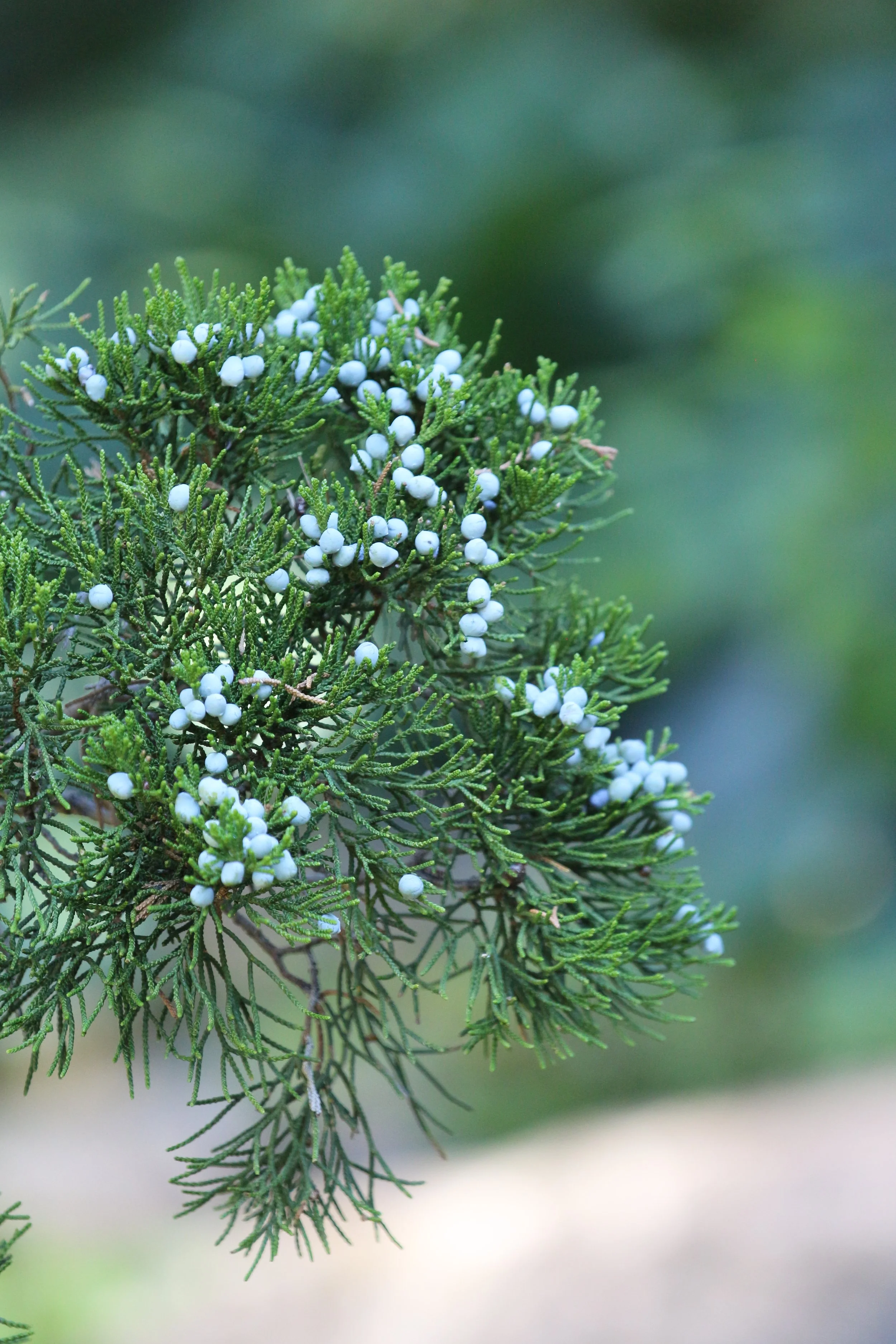 Close-up of a pine tree branch with green needles and small white cones.