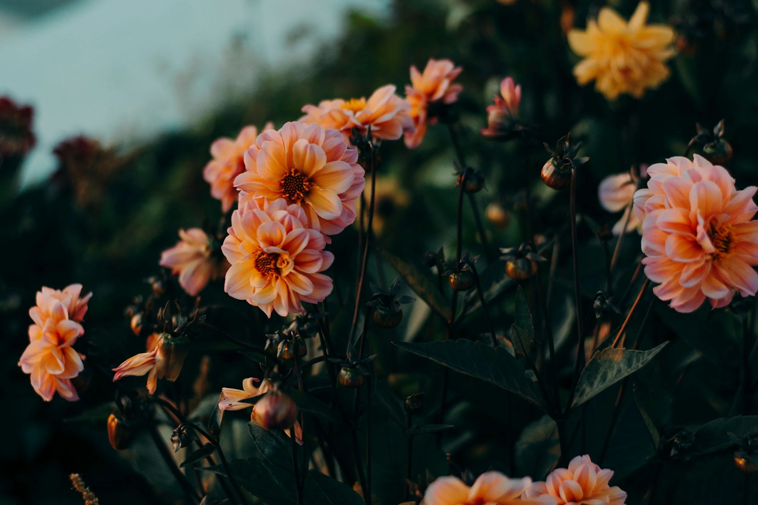 Close-up of peach-colored dahlias blooming in a garden during late afternoon or early evening, with dark green foliage in the background.