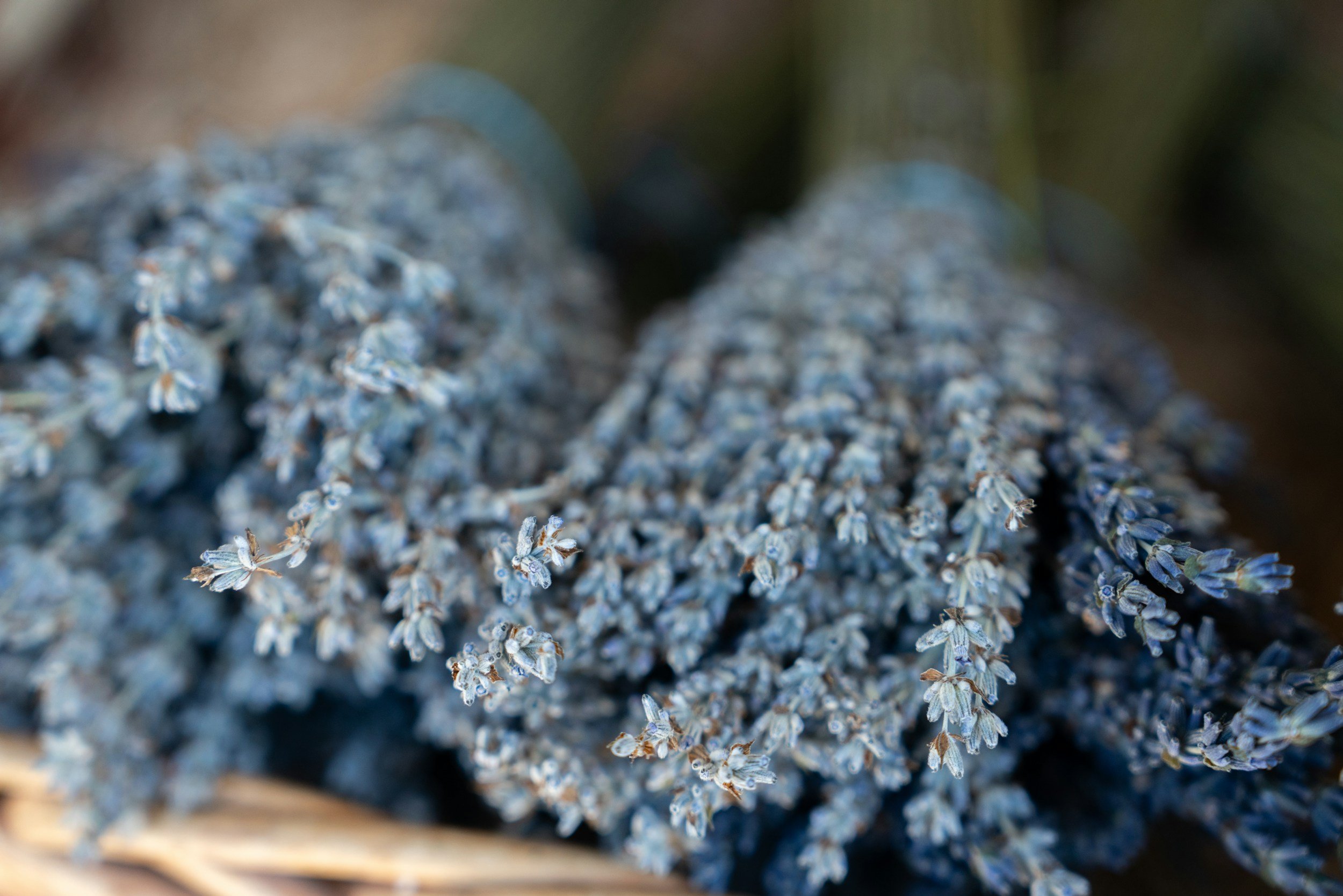 Close-up photo of dried lavender flowers.