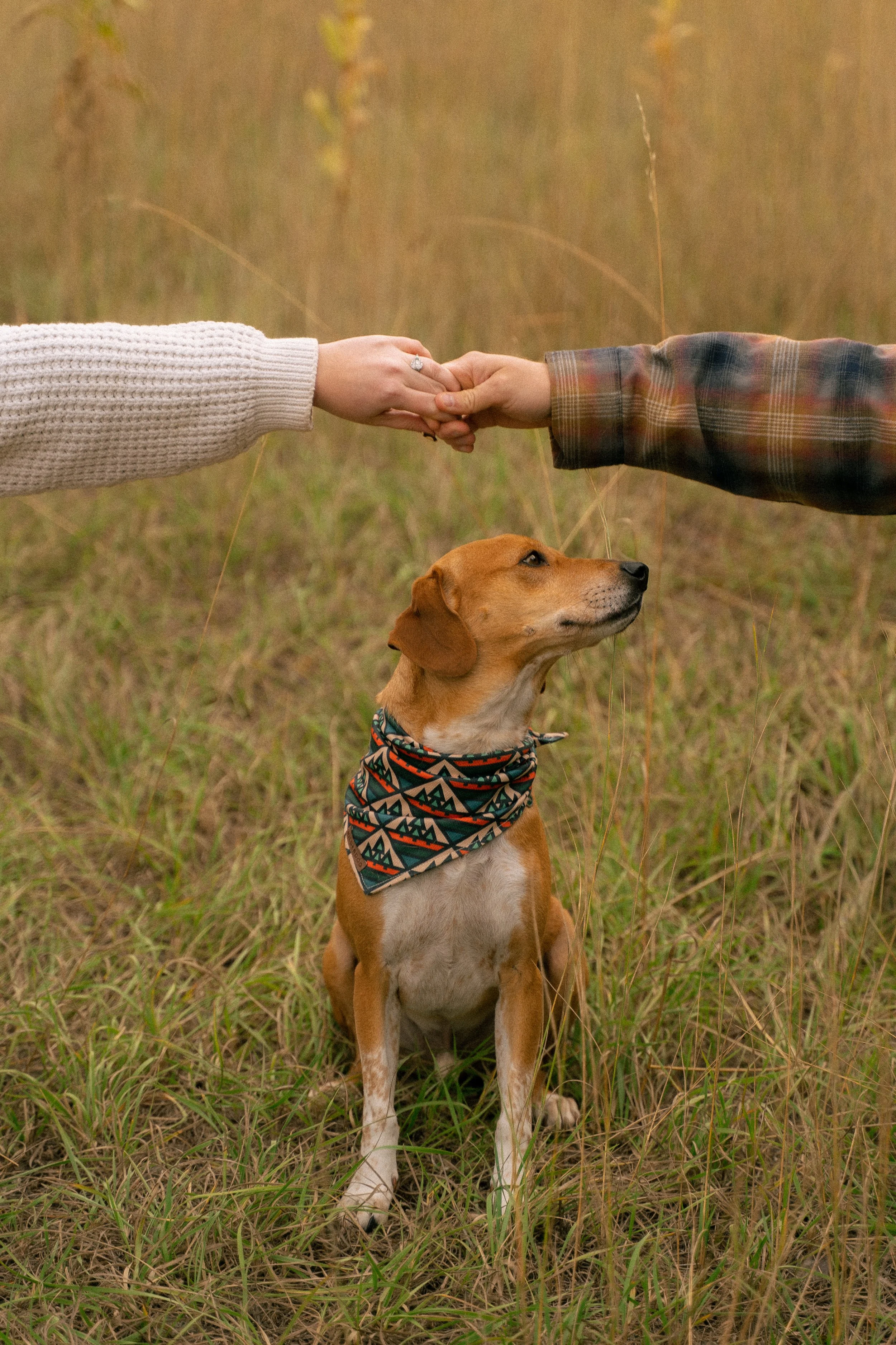 Couple holding hands above a brown dog wearing a colorful bandana in a grassy field