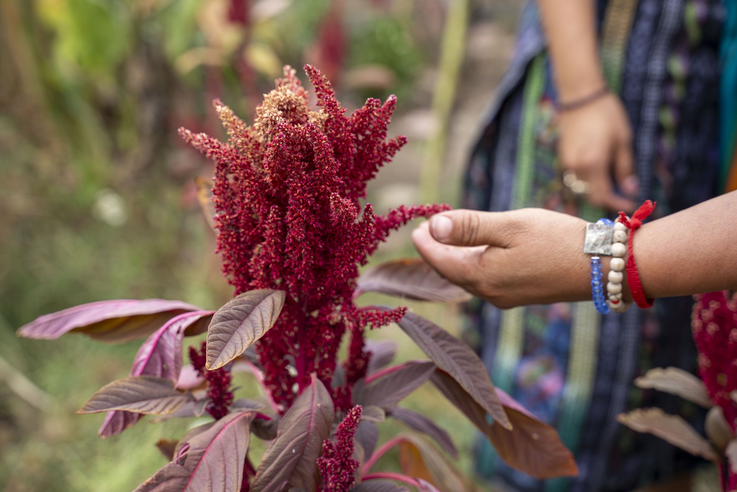 Amaranth_ESCG_workshop_1.jpg