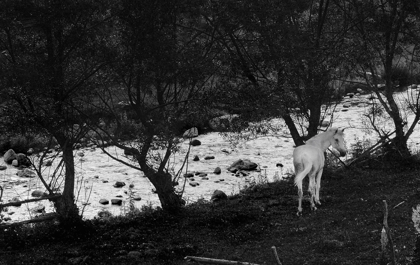 A white horse standing near a river, surrounded by trees, in black and white.