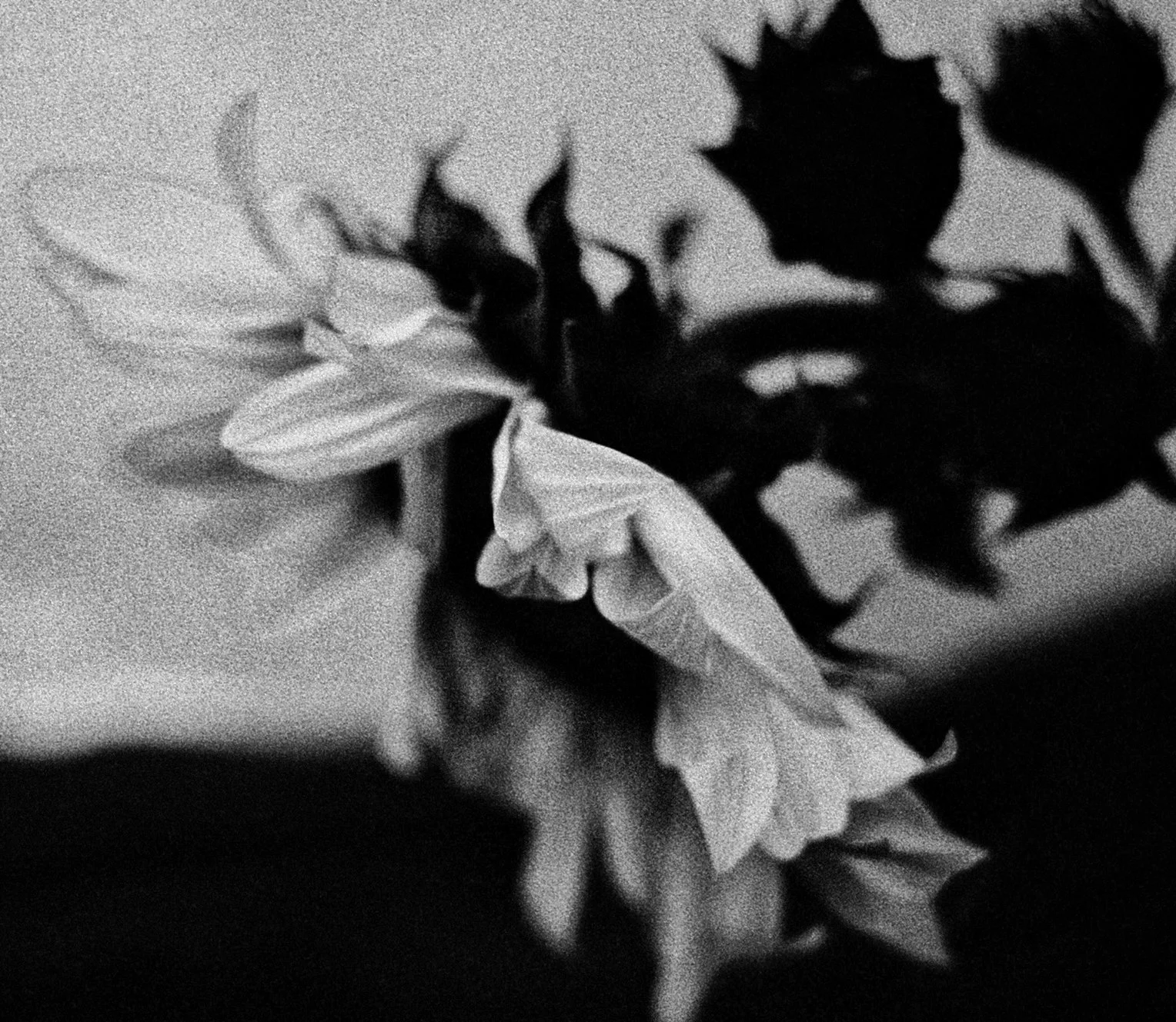 Black and white photograph of a flower with detailed petals and leaves.