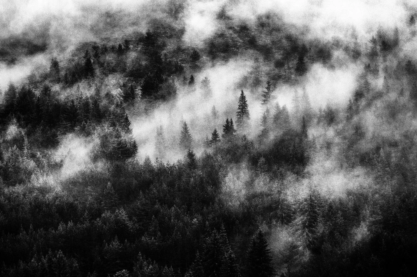 Black and white photograph of a forest with tall trees shrouded in fog.