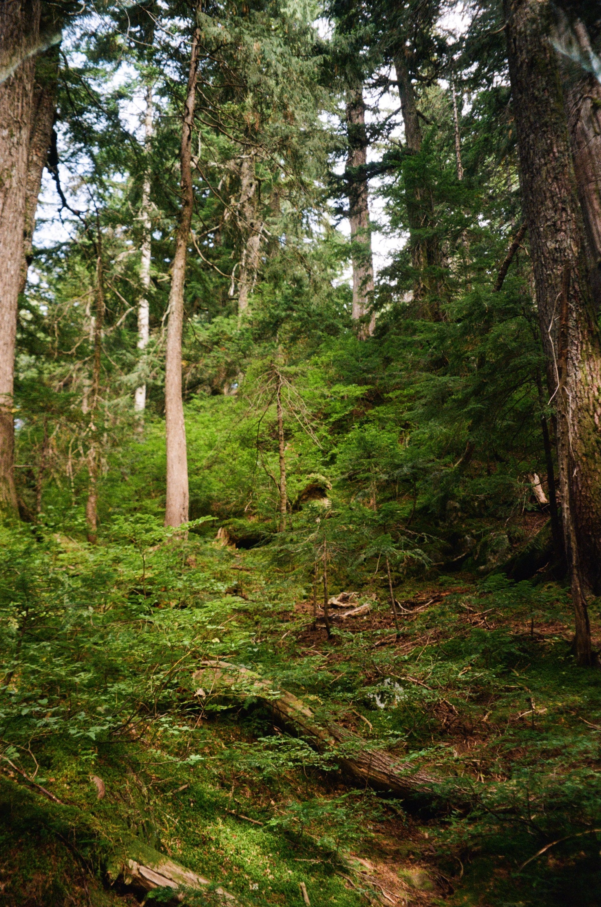 Dense forest with tall trees, green foliage, and a moss-covered ground.