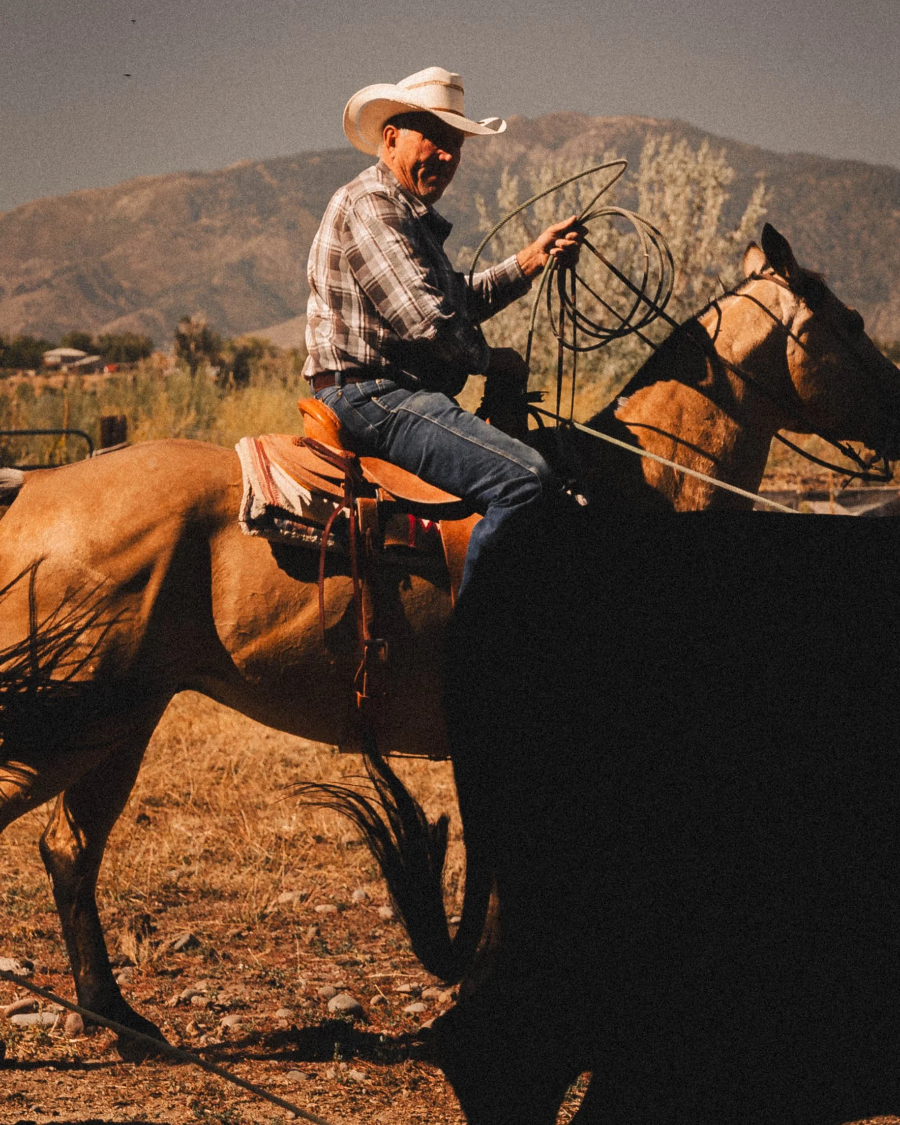 A man wearing a cowboy hat and plaid shirt riding a horse in an open field with mountains in the background during sunset.