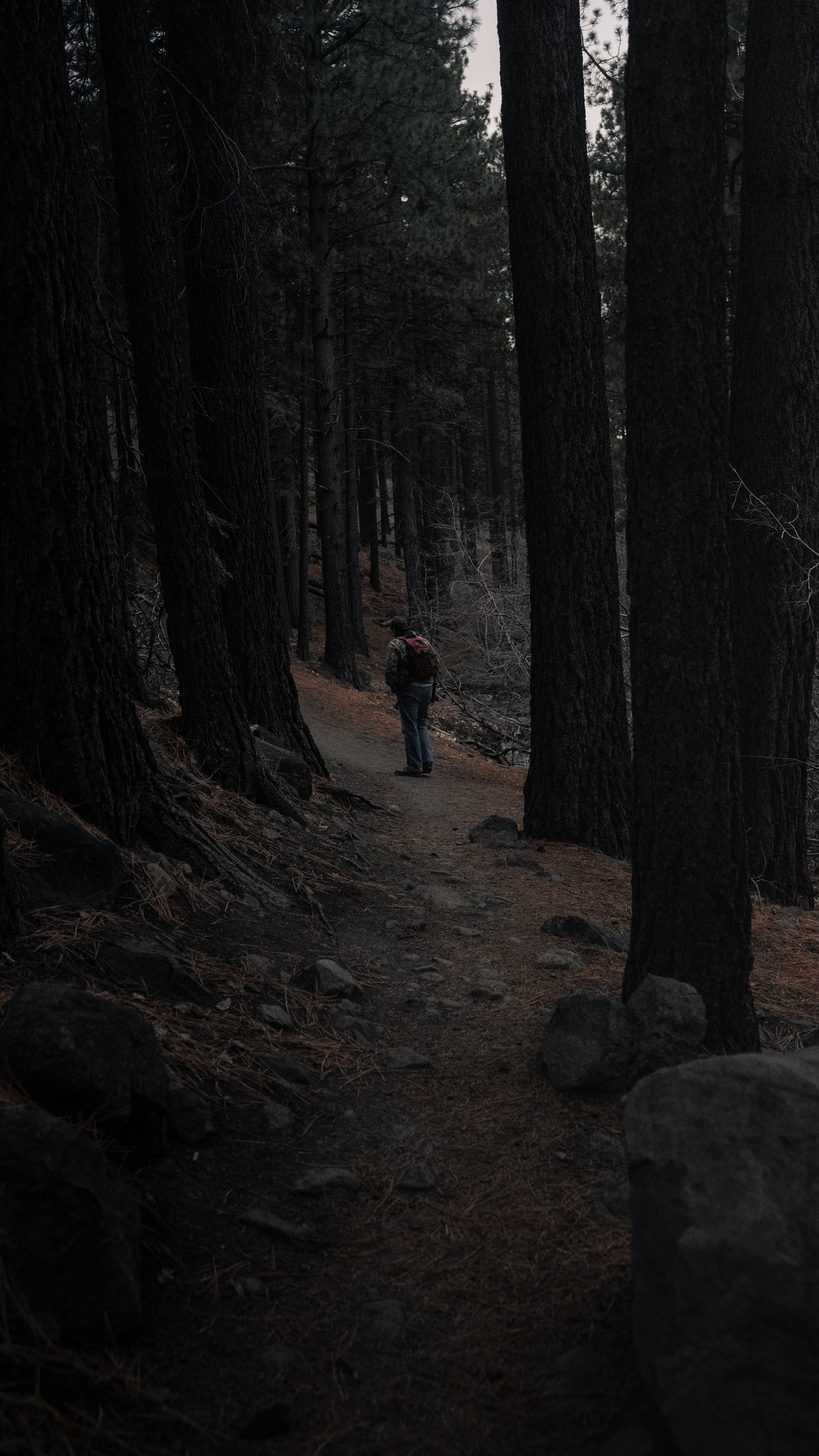 A person walking on a forest trail surrounded by tall trees, with rocks on the ground and a dark, shaded environment.