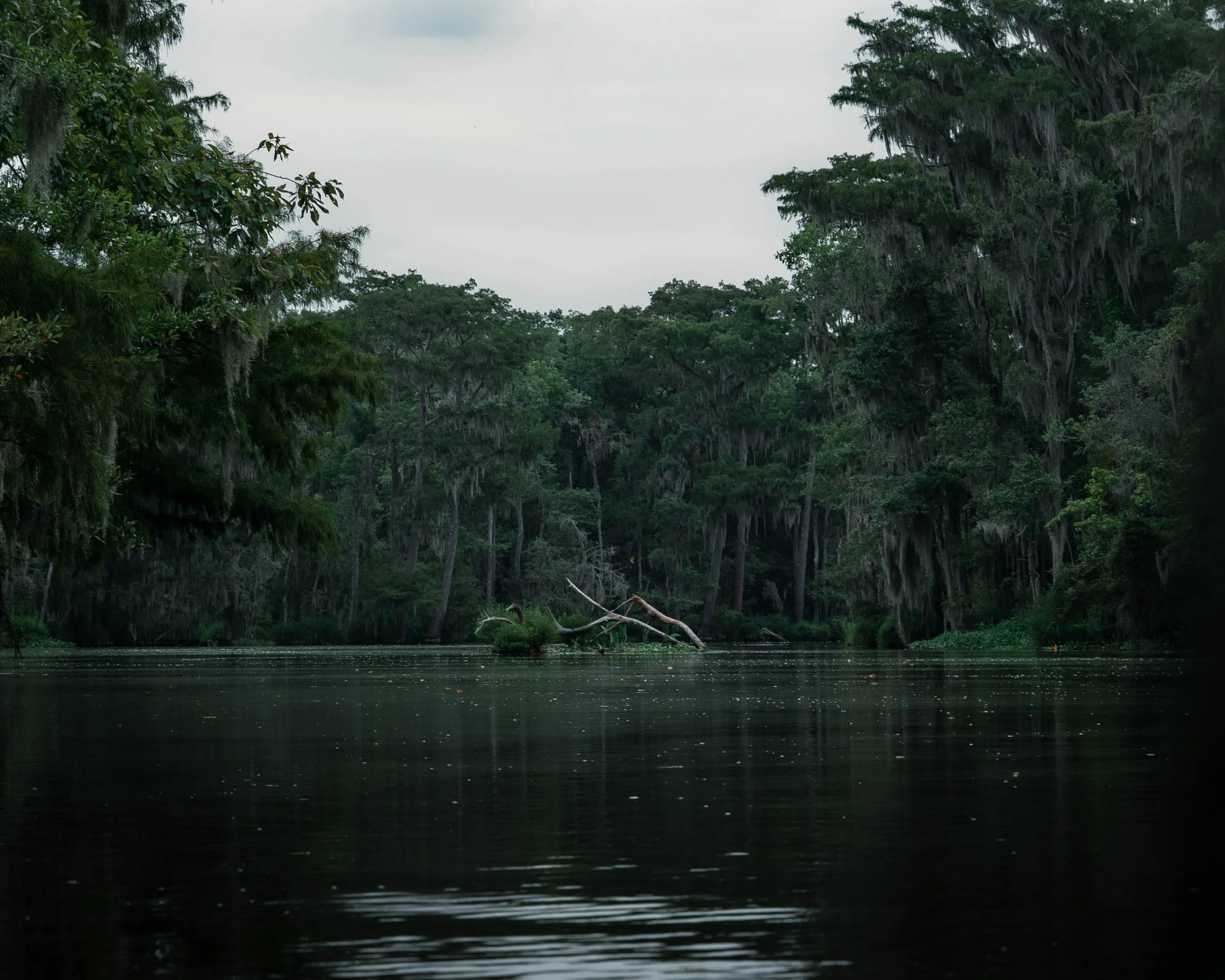 A calm river flowing through a lush, green forest with tall trees and moss hanging from the branches under a cloudy sky.