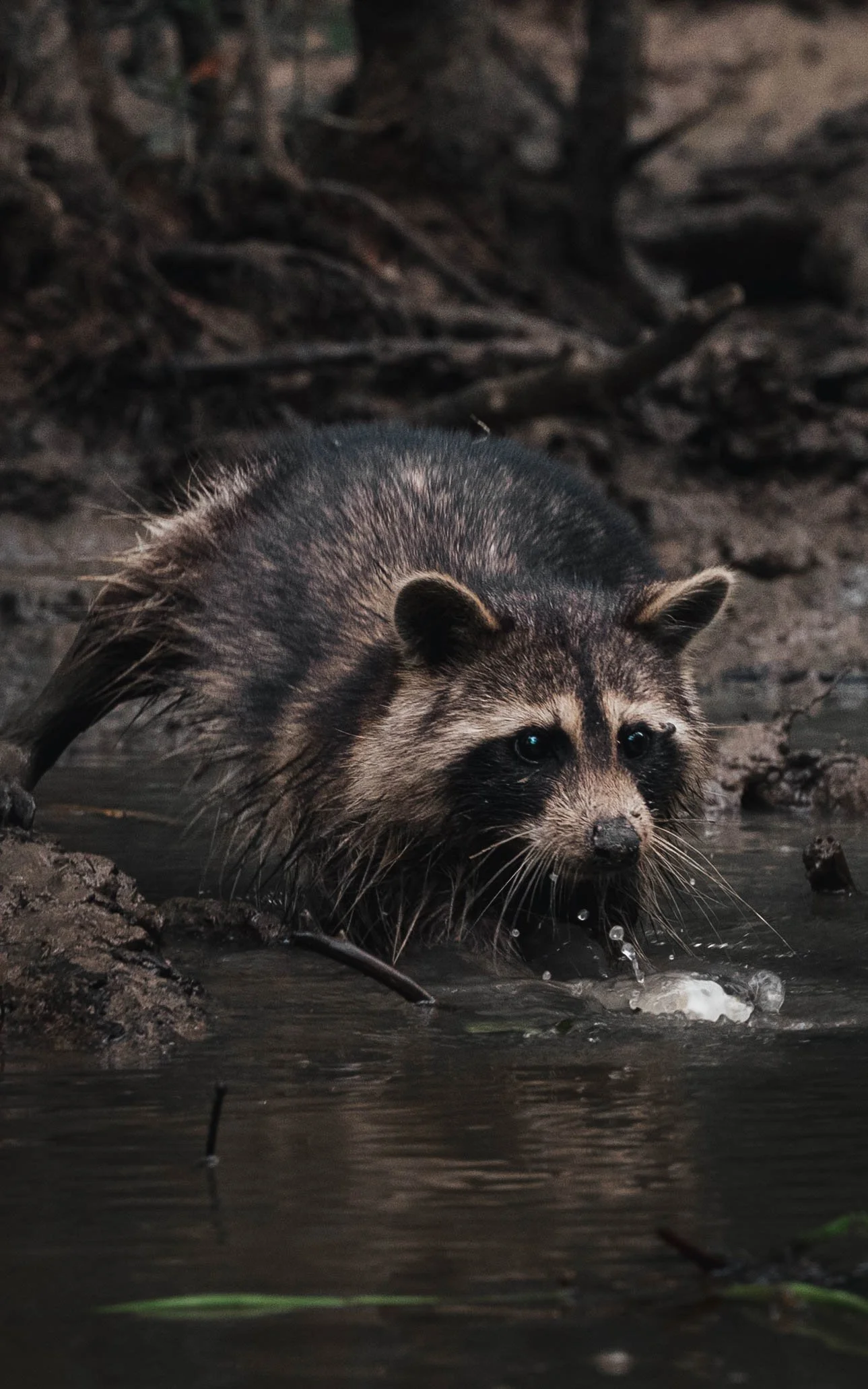 A raccoon crouching by water, drinking or foraging, with muddy surroundings and dark background.