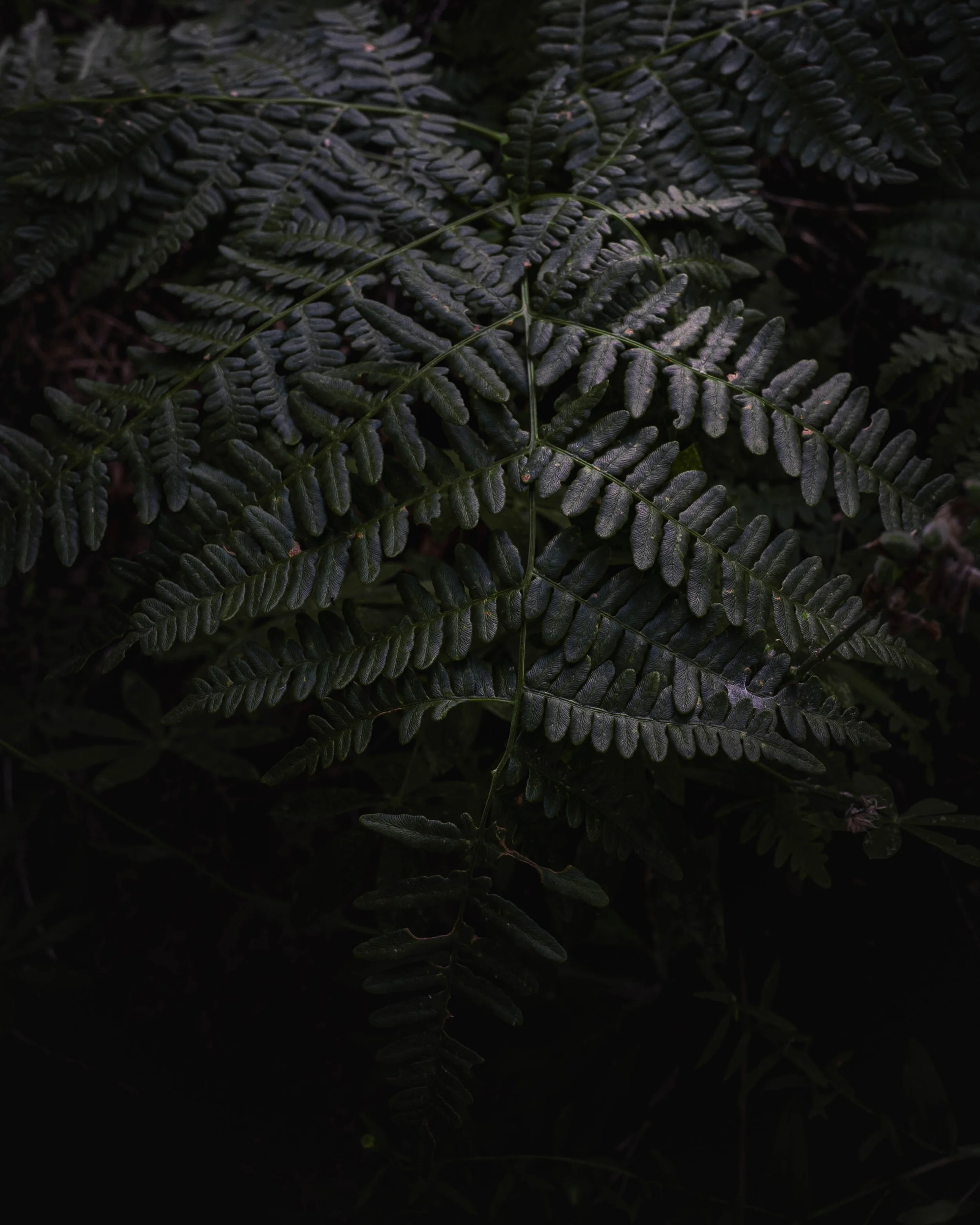 Dark green fern leaves with detailed leaf structure, set against a dark background.