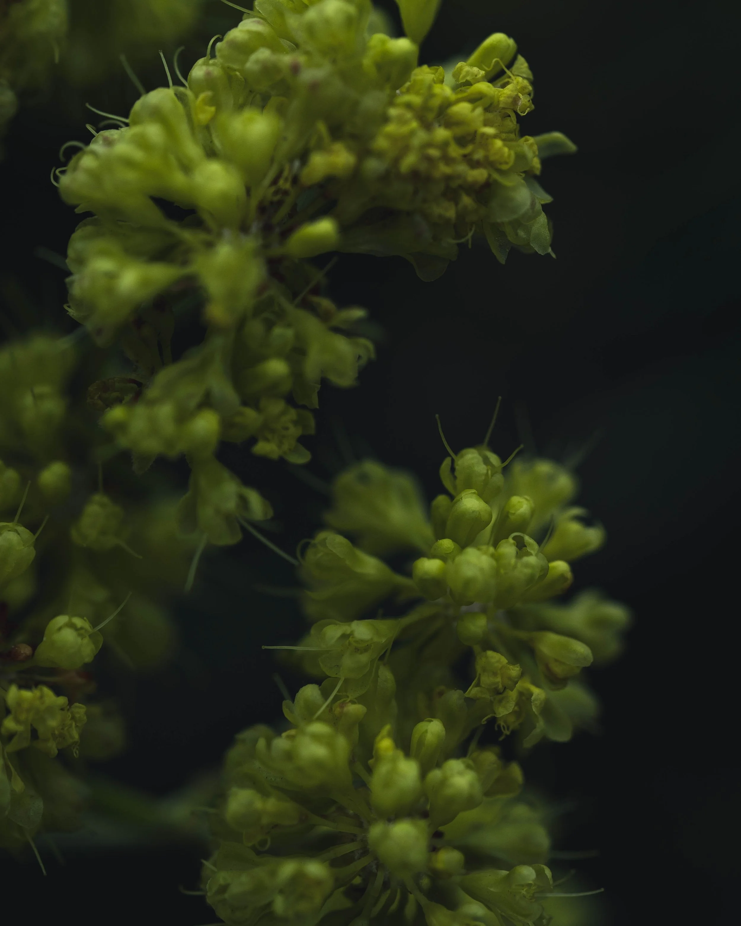 Close-up of lime green flower buds on a dark background.