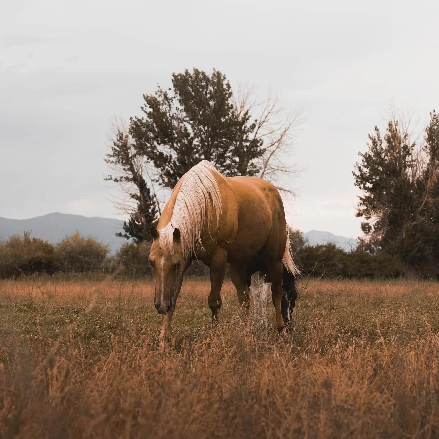 A tan horse with a white mane grazing in a grassy field with trees and mountains in the background.
