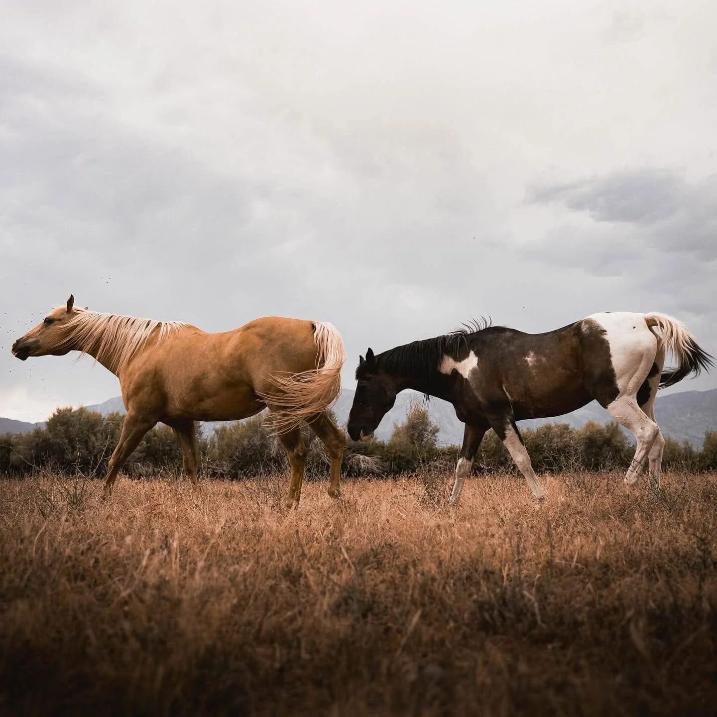 Two horses walking in a field under a cloudy sky, with mountains in the background.