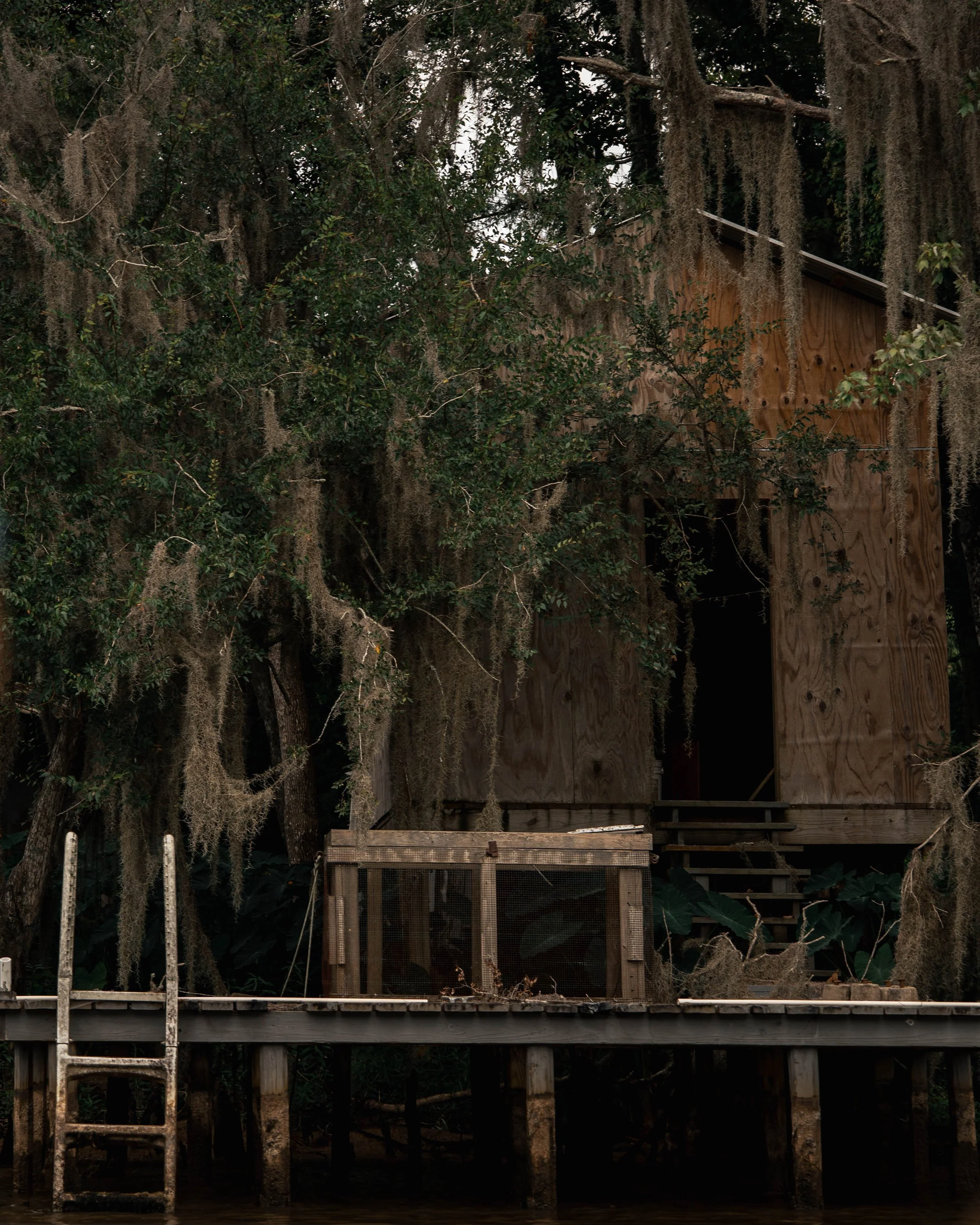 A wooden treehouse with stairs, partially obscured by hanging Spanish moss, surrounded by dense trees and foliage.
