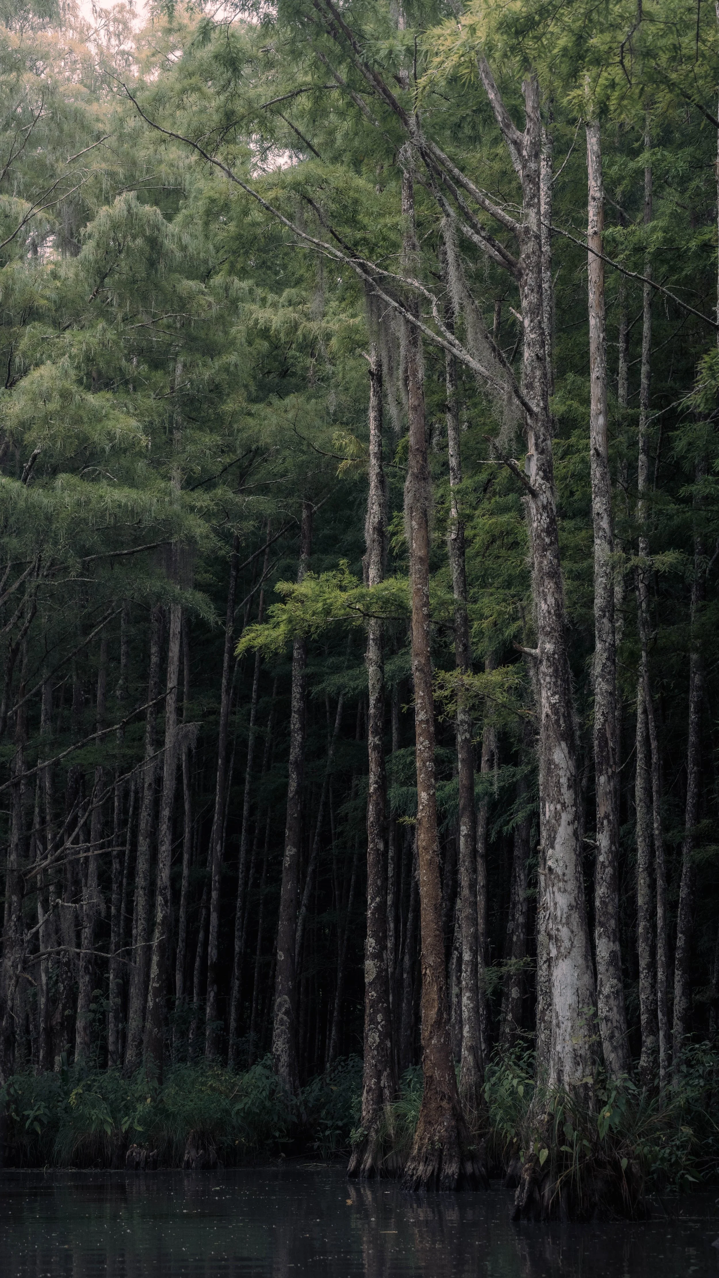 A dense forest of tall trees with moss hanging from the branches, adjacent to a calm body of water at the forest's edge.