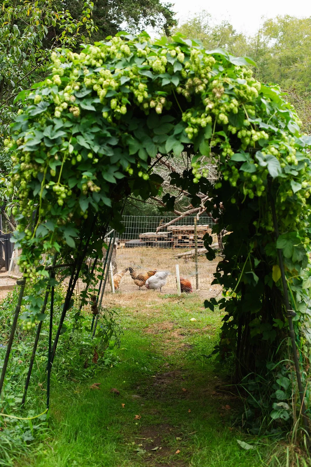 The Garden