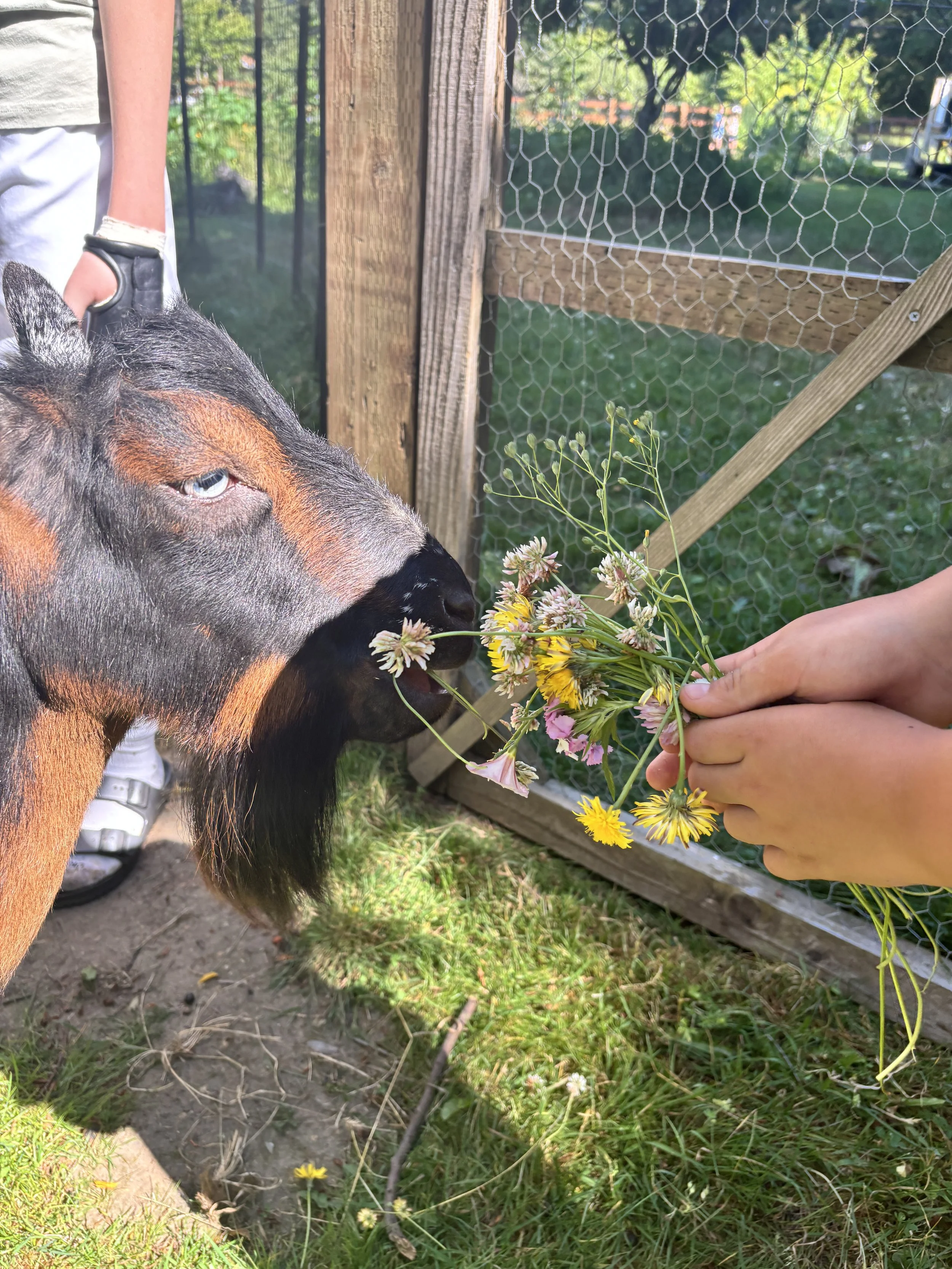 A goat with black and brown fur is sniffing a bunch of mixed flowers held by a person, with a wooden fence and green trees in the background.