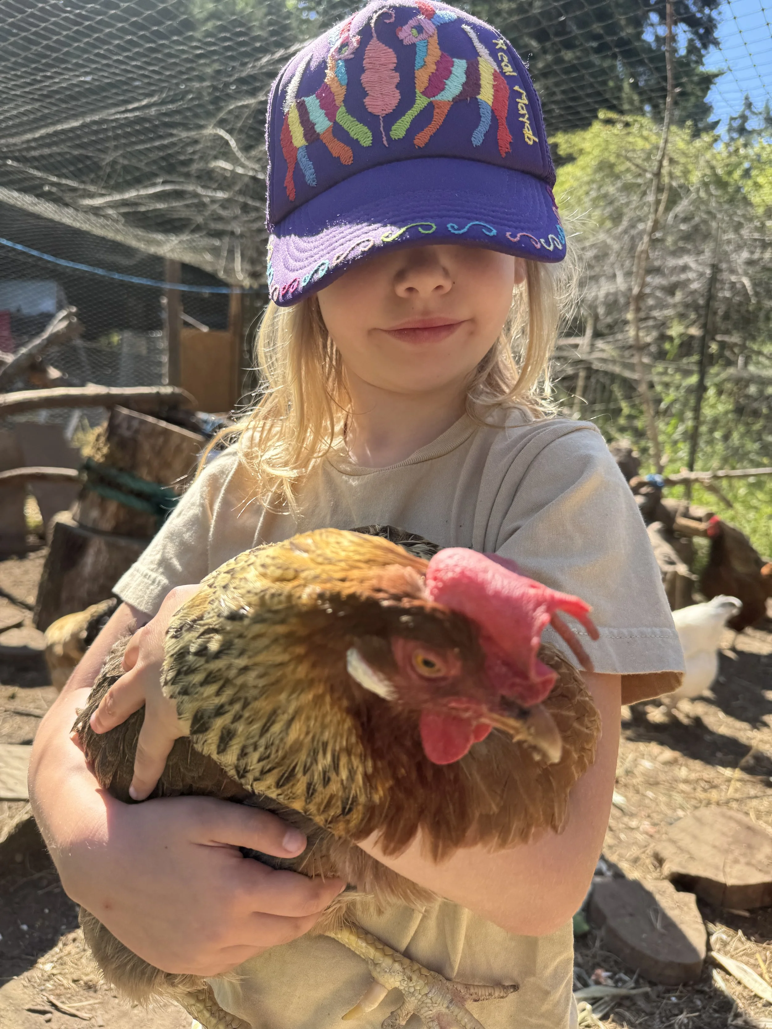 A child holding a brown chicken outdoors, wearing a purple cap embroidered with colorful chickens and the words 'Poultry' and 'Eggs', with trees and a wire fence in the background.