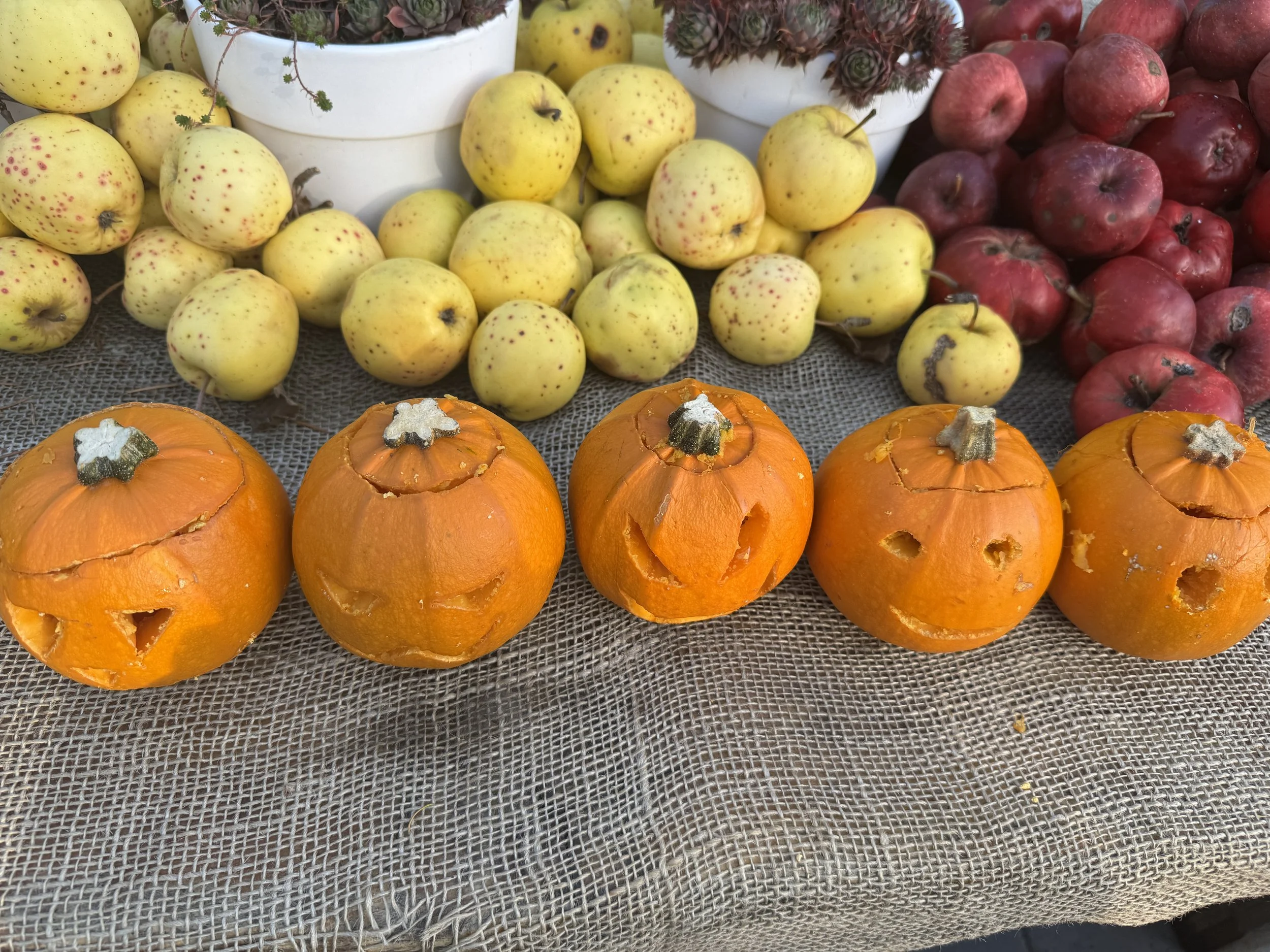 Display of decorated pumpkins with carved faces, yellow apples with red spots, red apples, and potted succulents on a textured fabric surface.