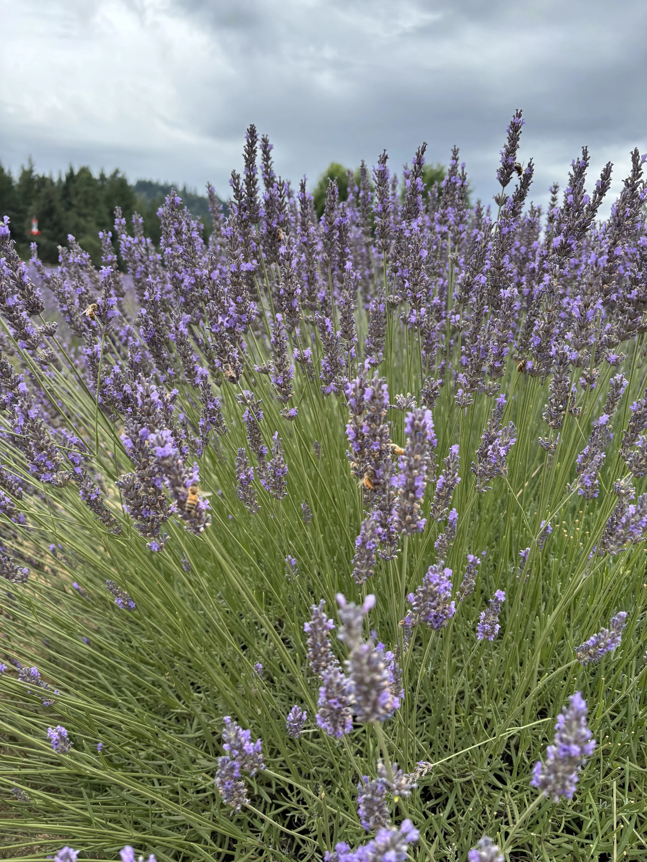 Close-up of a field of blooming lavender plants with gray clouds overhead.