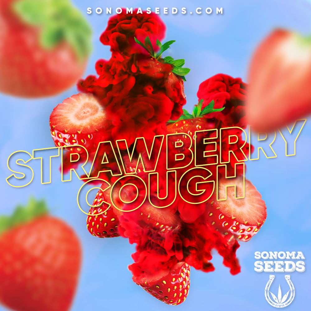 SS(MAY)_CANNAPAGES.webp