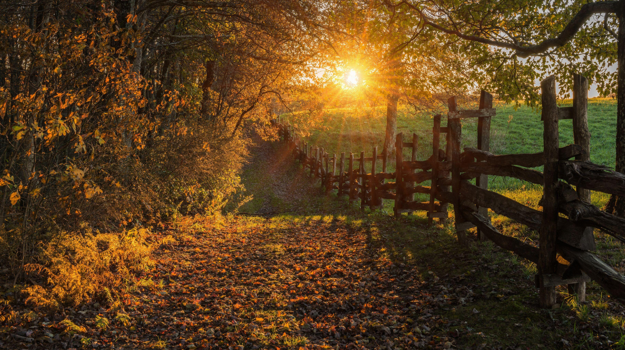 Sunlight shining through autumn trees along a quiet country path beside a rustic wooden fence.