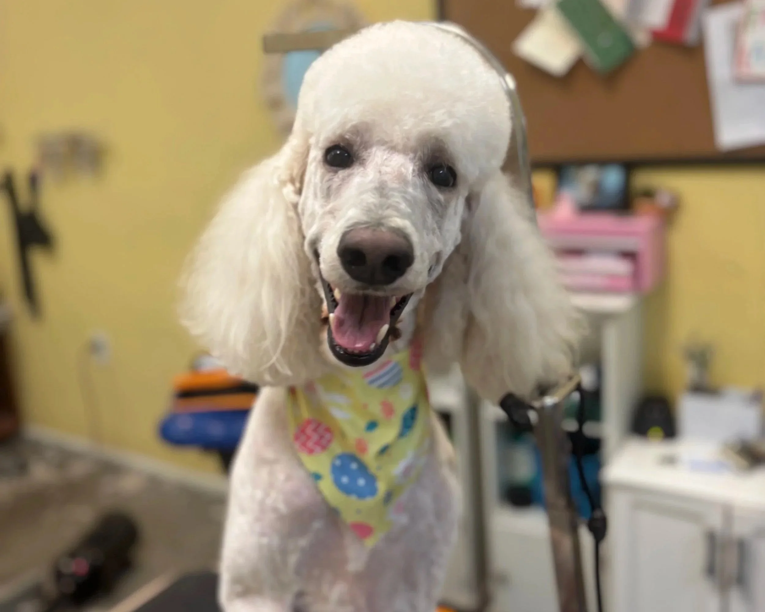 AFTER%2BPOODLE%2B1.jpg