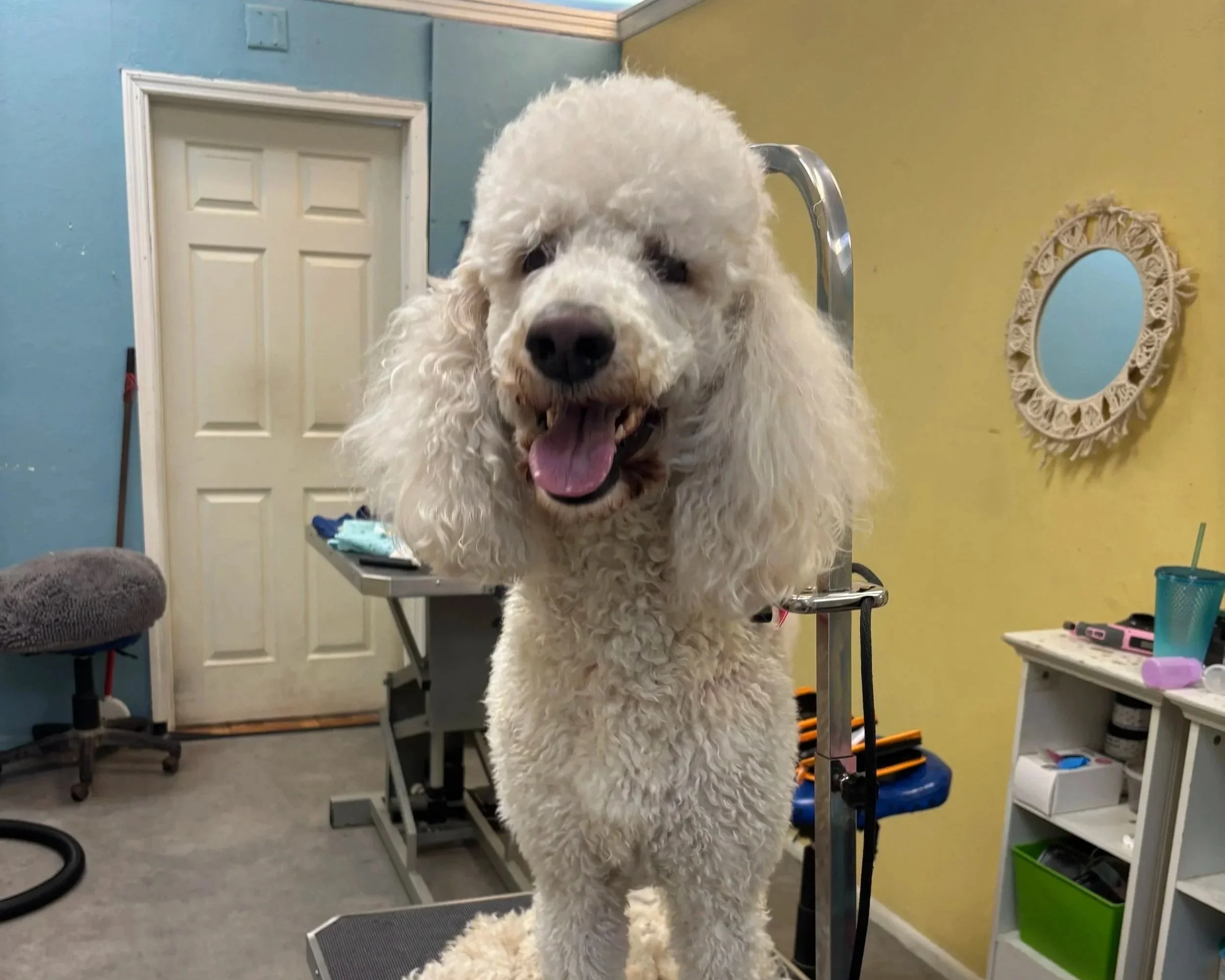 BEFORE%2BPOODLE%2B1.jpg