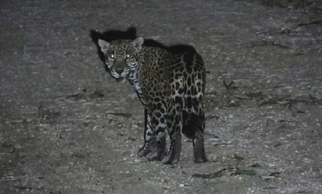 Jaguar at night on a dirt ground