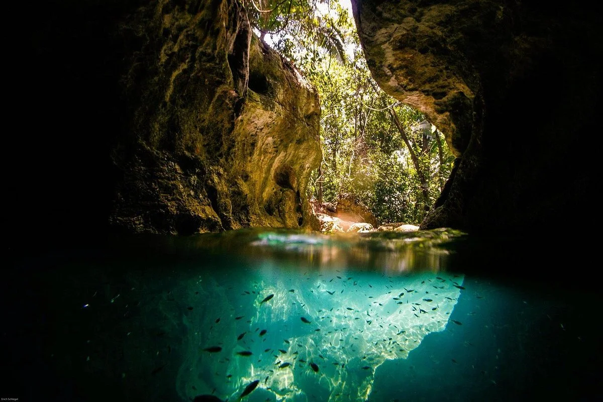 View from inside a water cave looking out toward a forest with sunlight, rocks, and trees, with small fish swimming underwater.