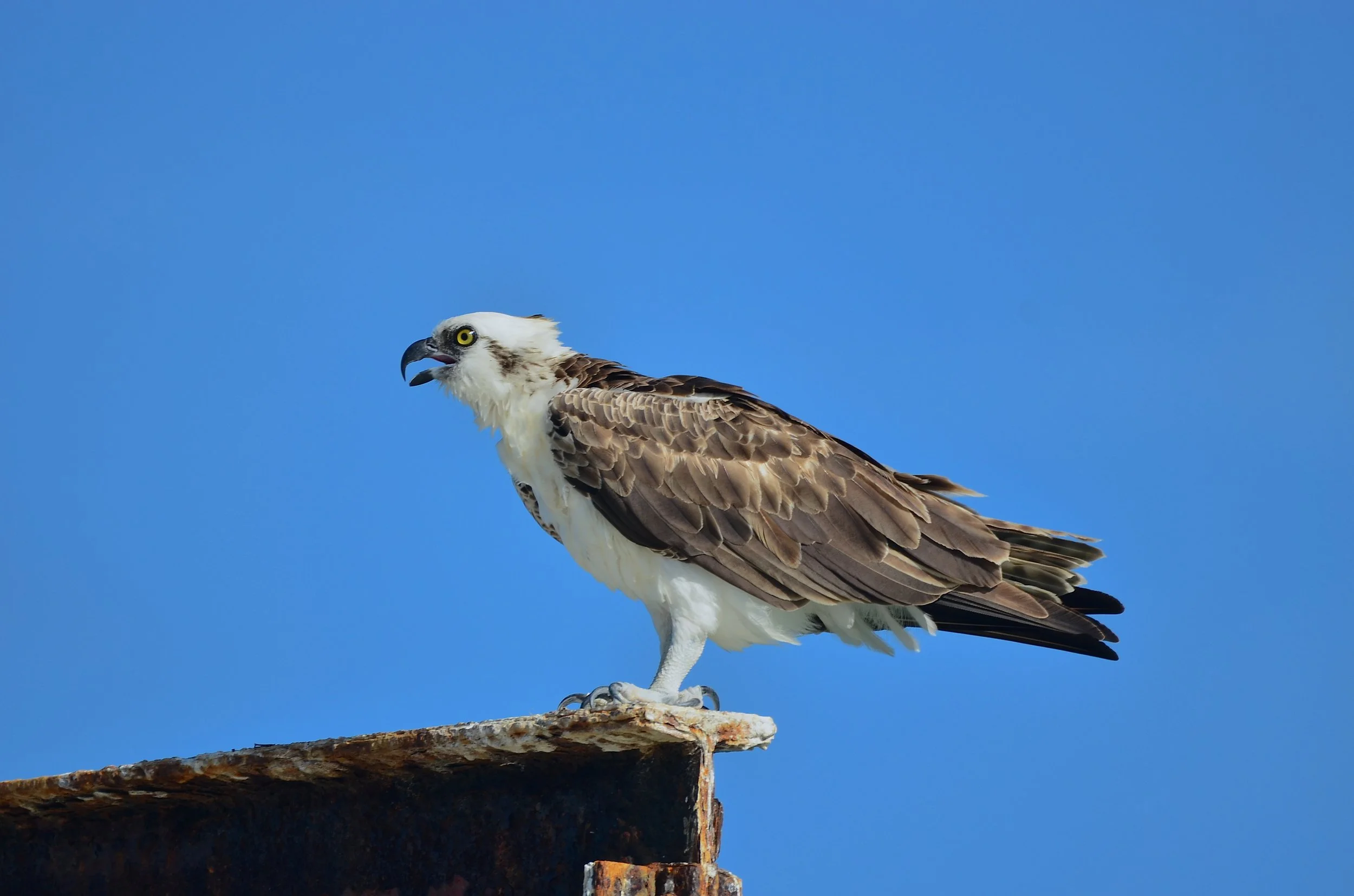 DSC_3309.JPG