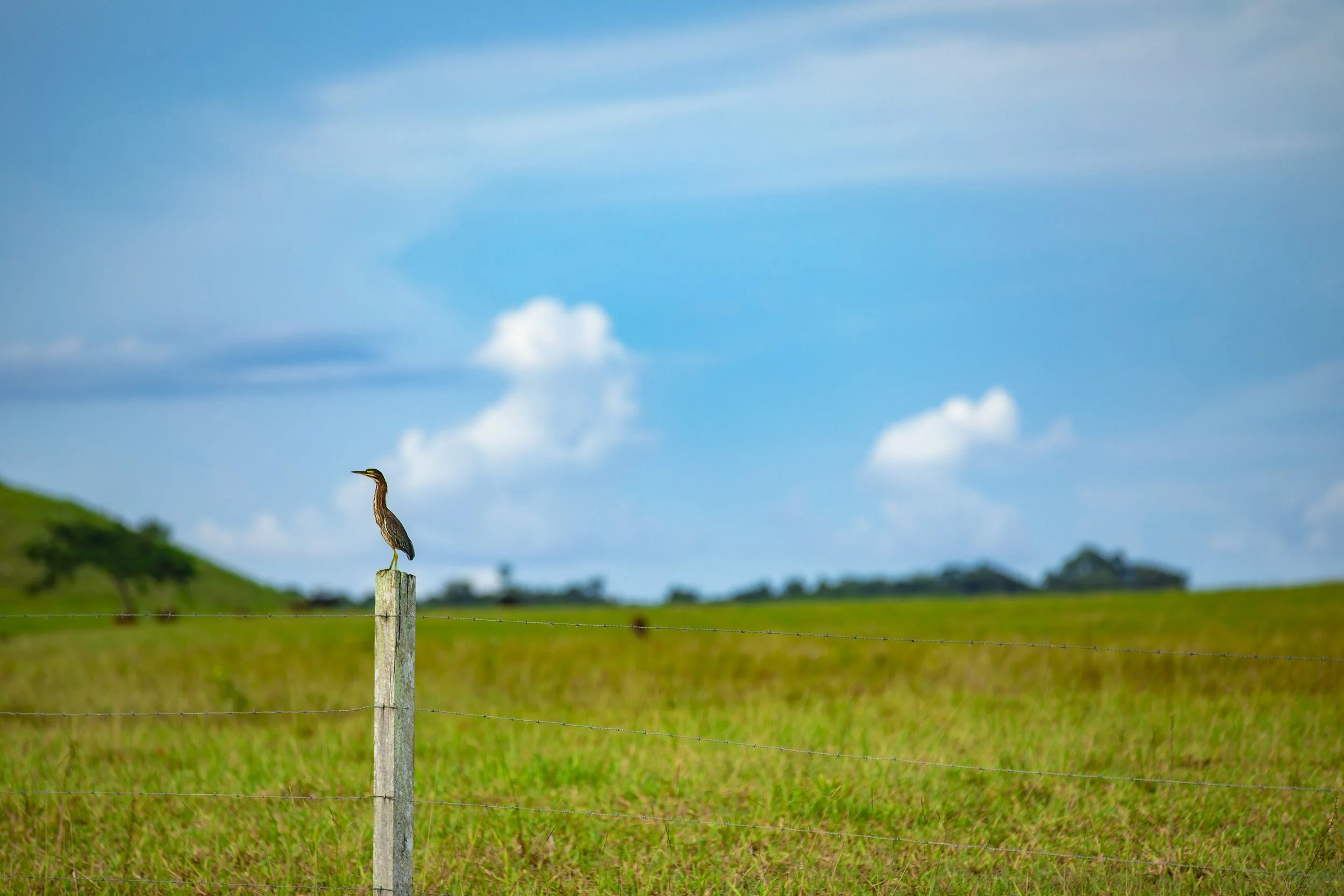 Heron standing on a wooden fence post in a green pasture, with barbed wire and a partly cloudy sky