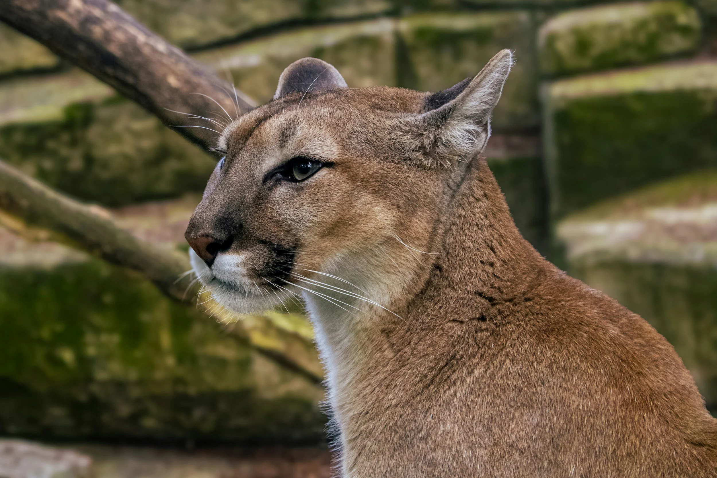 Wild Cats of Belize: Puma, Ocelot, Margay, and Jaguarundi at Chan Chich